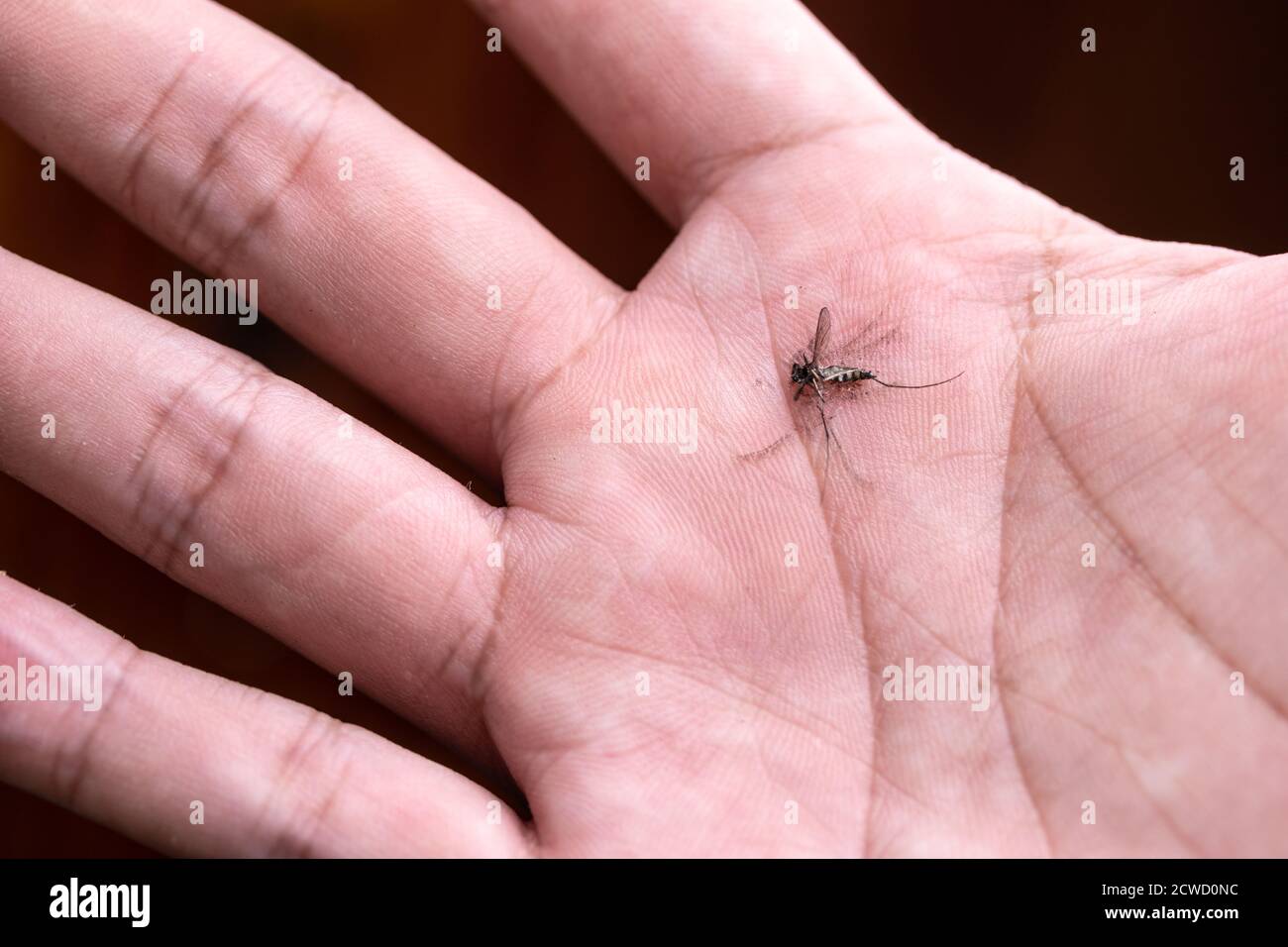 Makro-Fotografie von Mücke traf die Ohrfeige tot auf der Handfläche. Stockfoto