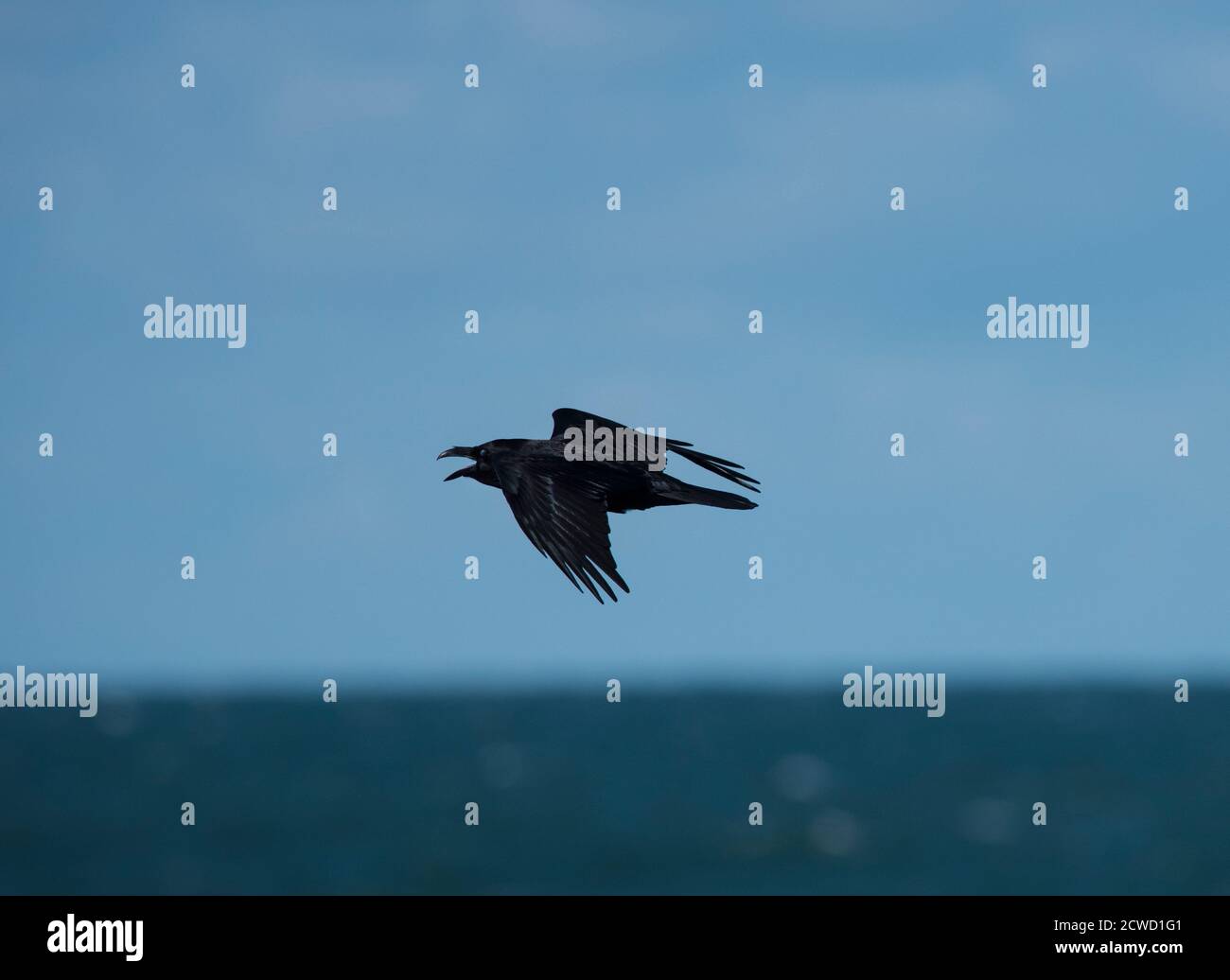 Raven (Corvus corax) im Flug über das Meer in Wales mit blauem Himmel. Stockfoto