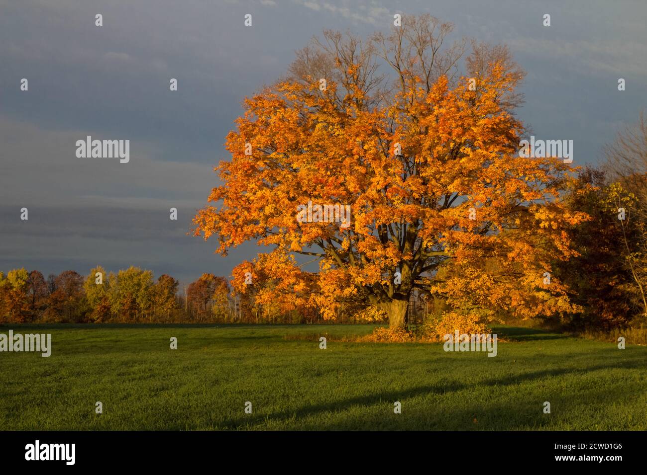 Herbstahorn im Weizenfeld mit Herbstlaub. Horizontale Ausrichtung mit Kopierbereich. Stockfoto