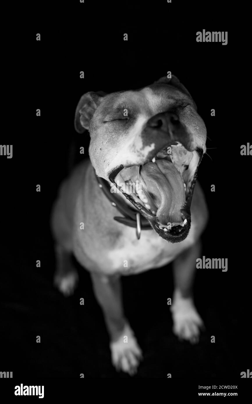 One Eyed Pit Bull – schwarz-weißes Studio-Porträt mit schwarzem Hintergrund Stockfoto