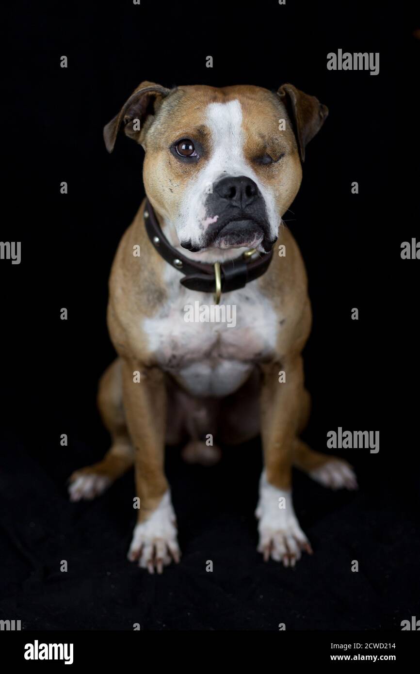 One Eyed Pit Bull - Studio-Porträt mit schwarzem Hintergrund Stockfoto