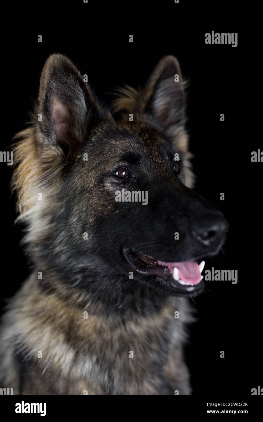 Langhaariger Schäferhund (Elsässer) - Studioportrait mit Schwarz Hintergrund Stockfoto