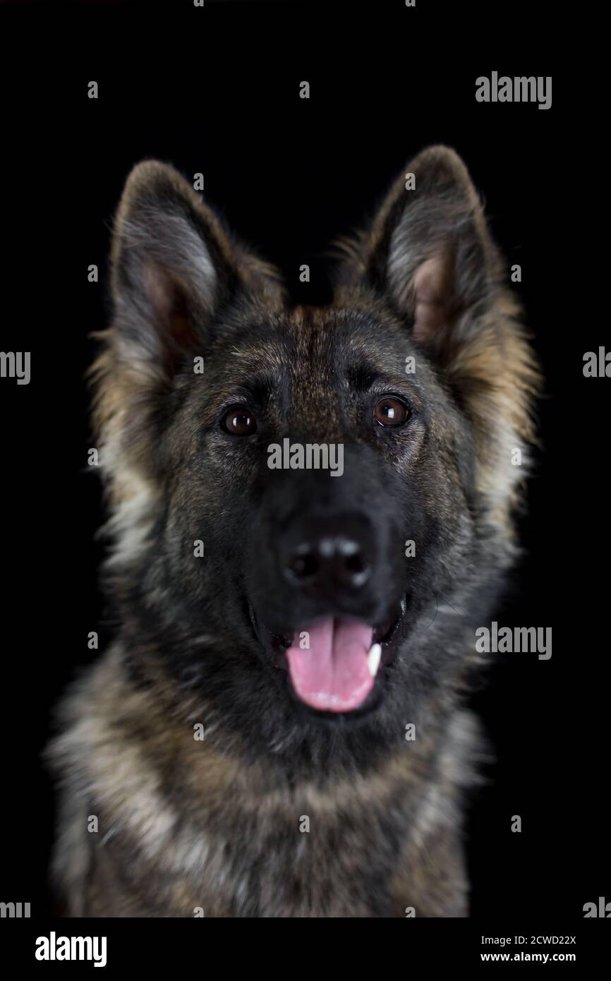 Langhaariger Schäferhund (Elsässer) - Studioportrait mit Schwarz Hintergrund Stockfoto