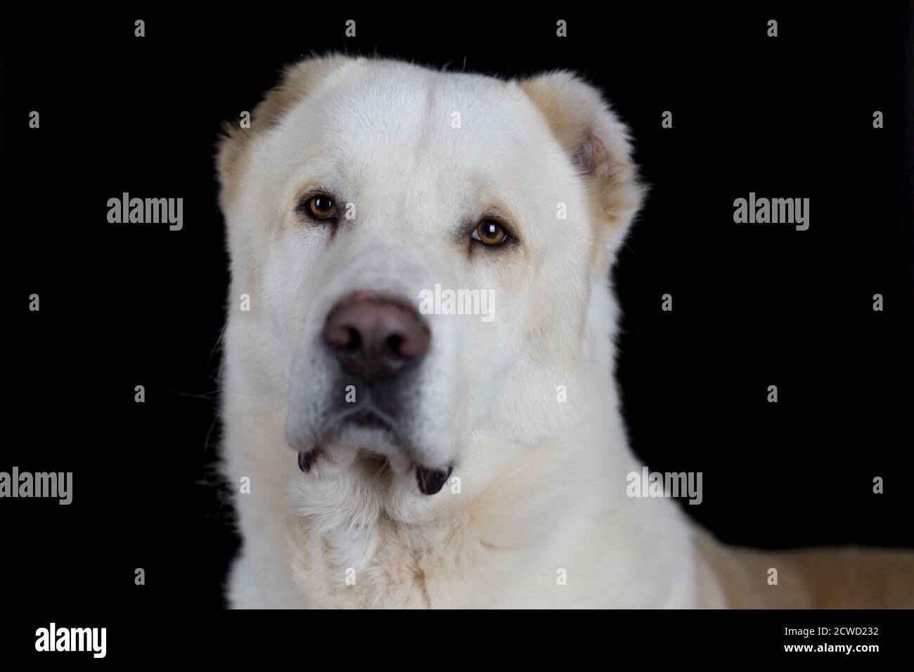Zentralasiatischer Schäferhund (Alabai, Ovcharka) - Studioportrait mit schwarzem Hintergrund Stockfoto