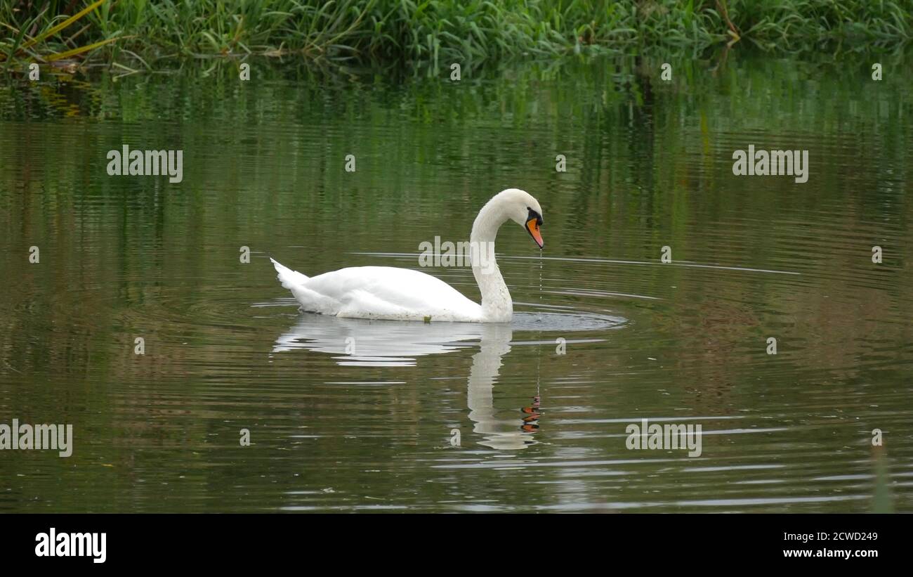 Weißer stummer Schwan für Erwachsene (Cygnus olor). Schwimmen im Wasser im Nene Park in Peterborough, Cambs Stockfoto