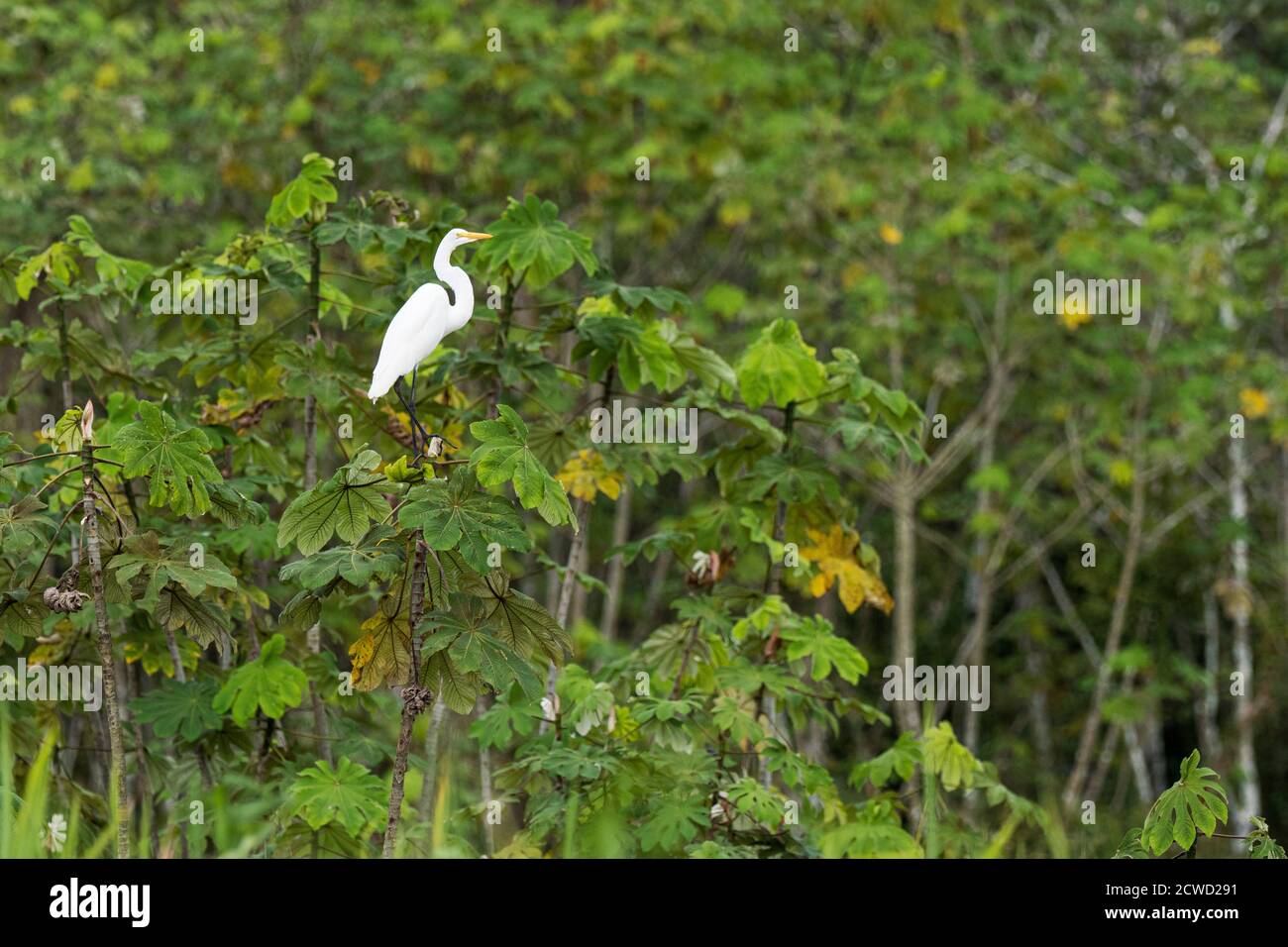 Ein erwachsener Reiher, Ardea alba, Marayali Caño, Amazonasbecken, Pacaya-Samiria Reserve, Loreto, Peru. Stockfoto