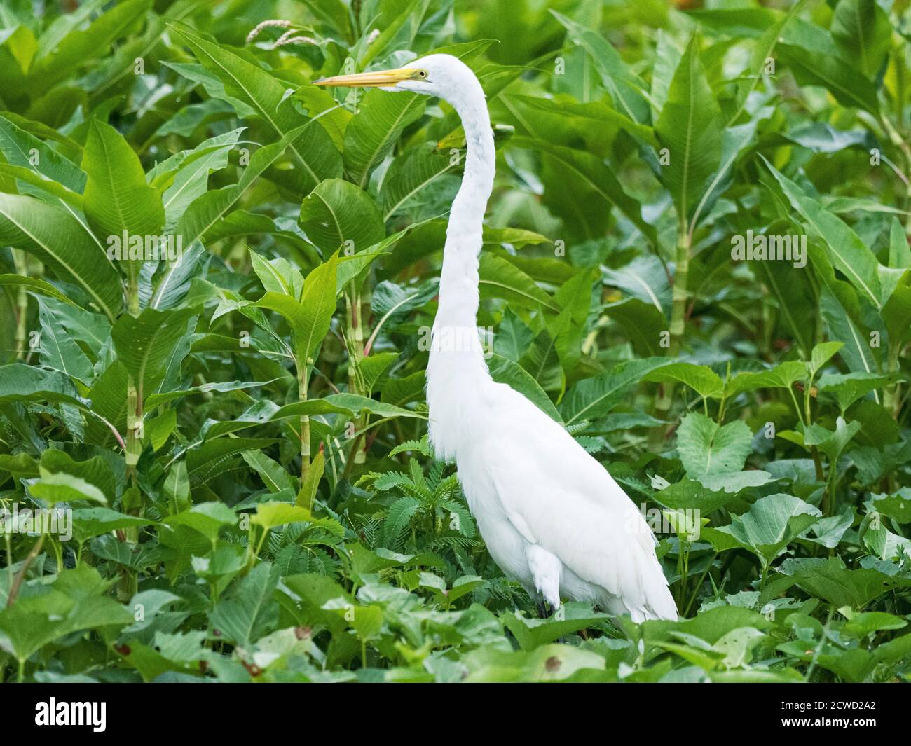 Ein erwachsener Reiher, Ardea alba, Marayali Caño, Amazonasbecken, Pacaya-Samiria Reserve, Loreto, Peru. Stockfoto