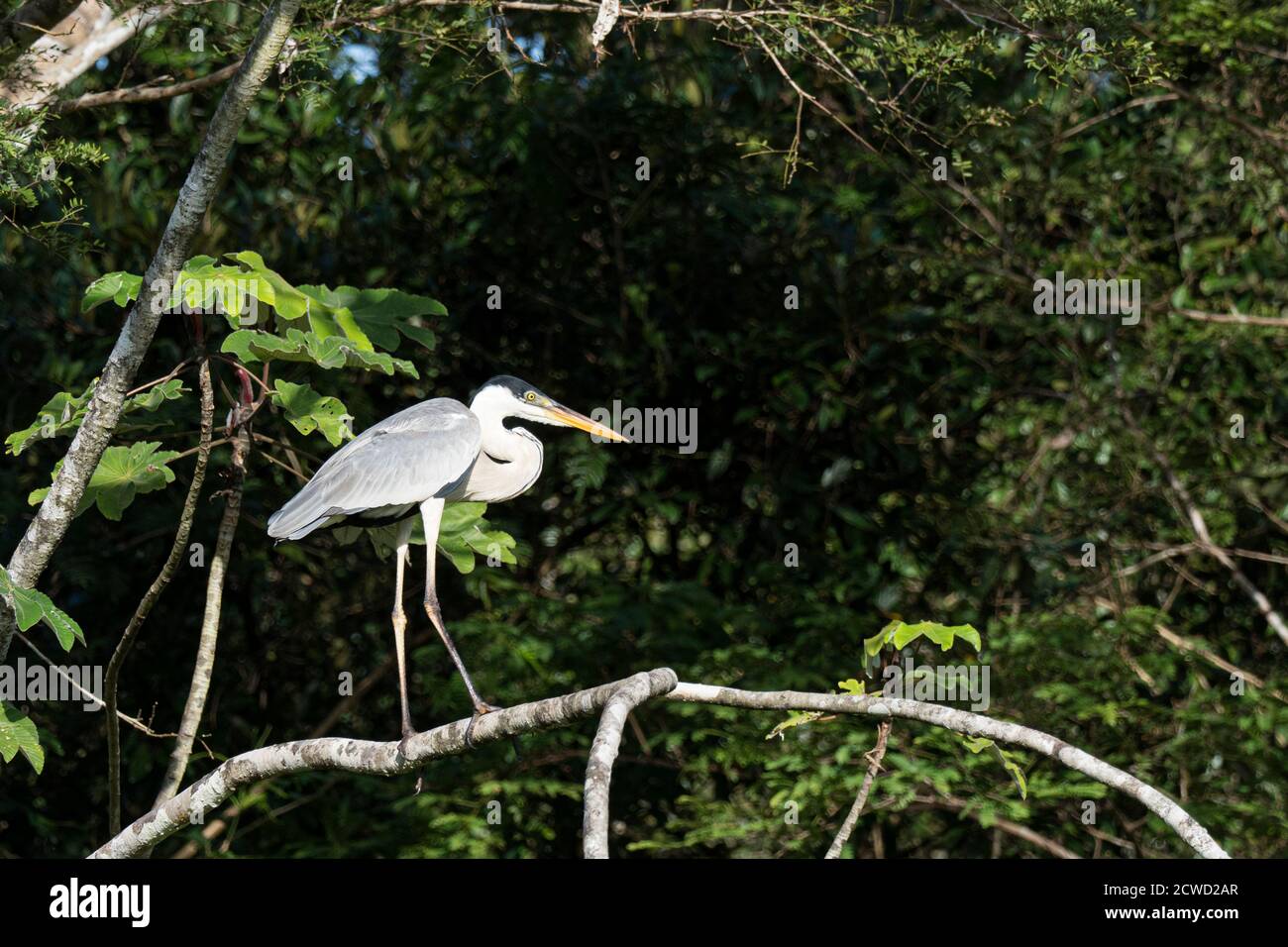 Ein erwachsener Cocoi Reiher, Ardea cocoi, Nauta Caño, Amazonasbecken, Loreto, Peru. Stockfoto