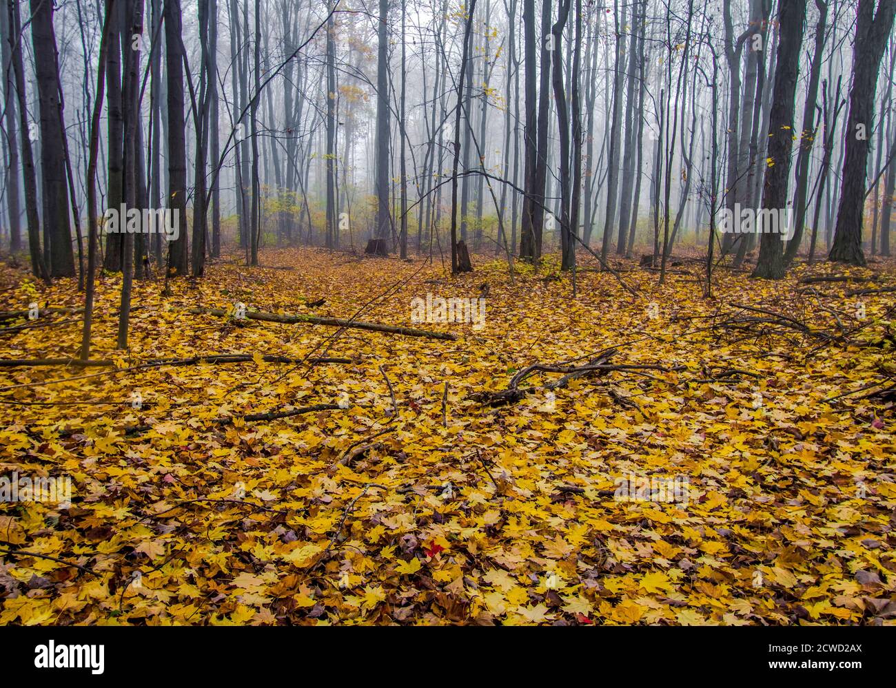 Neblig verzauberter Herbstwald im Norden von Michigan Stockfoto