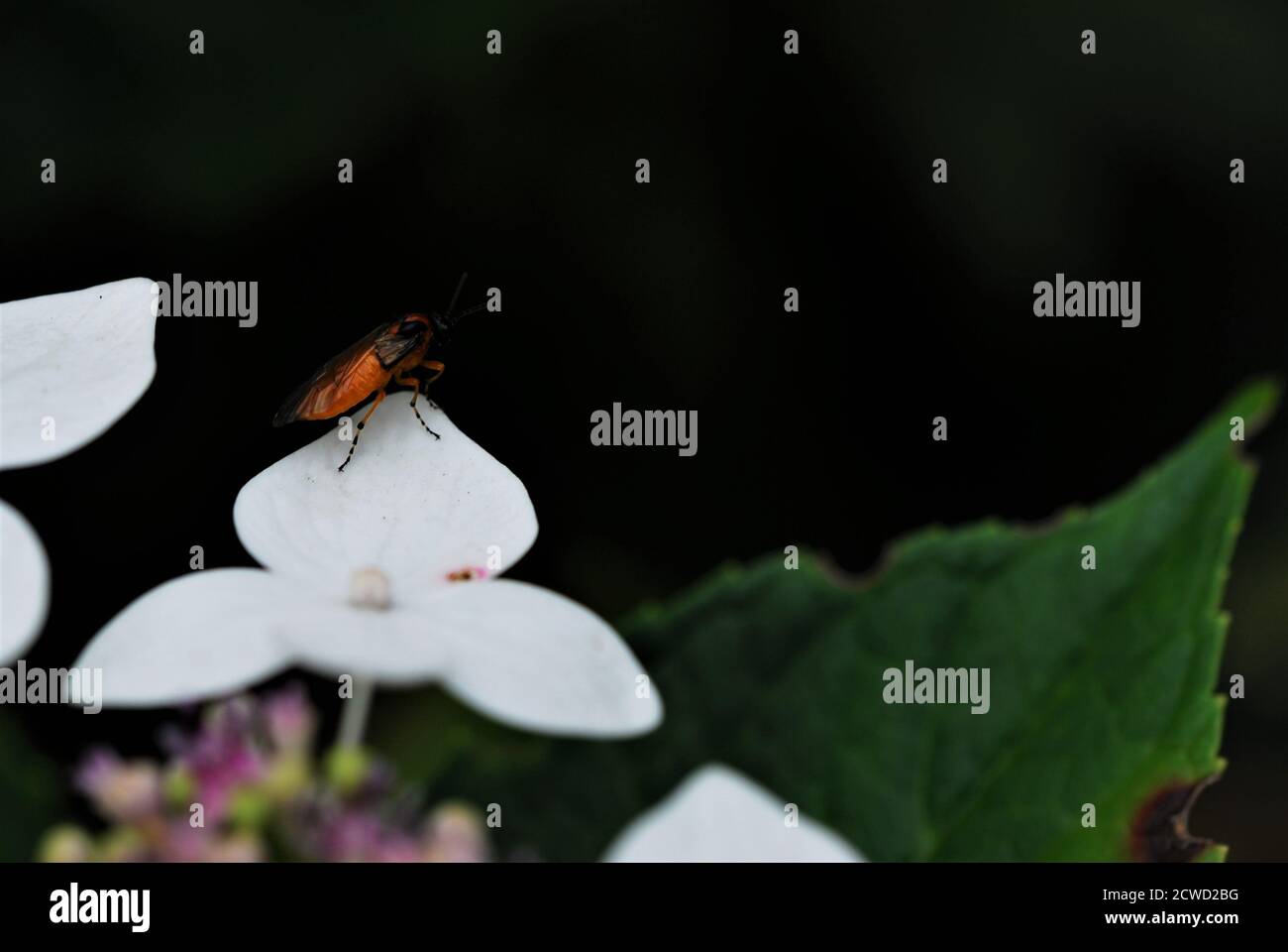 Orangefarbenes Insekt mit schwarzem Kopf und orange schwarz gestreiften Beinen Auf weißem Blumenblatt Stockfoto
