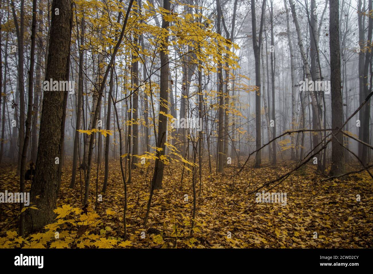 Schattige dunkle Waldlandschaft im Herbst mit dichtem Nebel in horizontaler Ausrichtung. Stockfoto