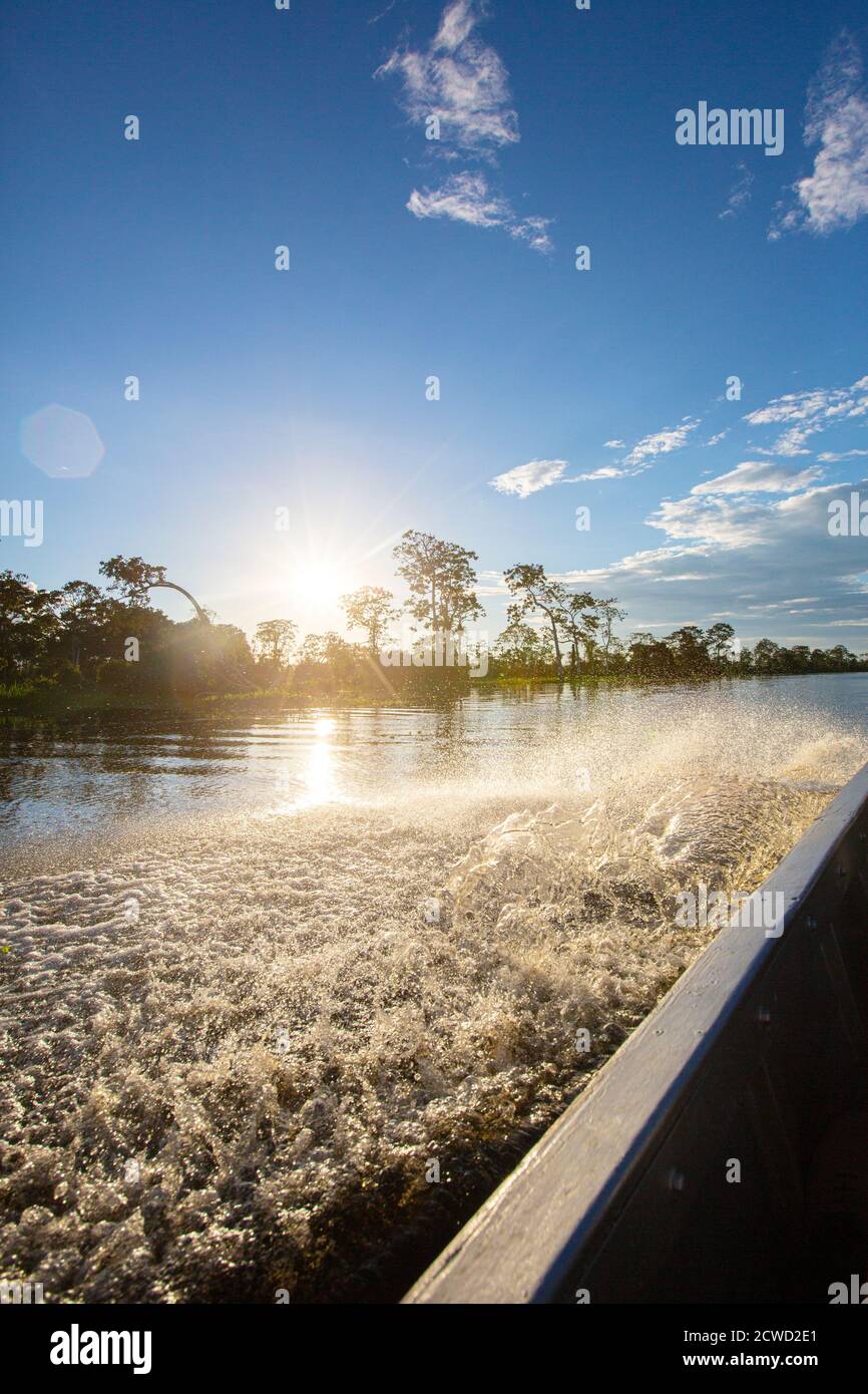 Eine Bootsfahrt entlang des Pacaya-Flusses, Pacaya-Samiria Reserve, Iquitos, Peru. Stockfoto