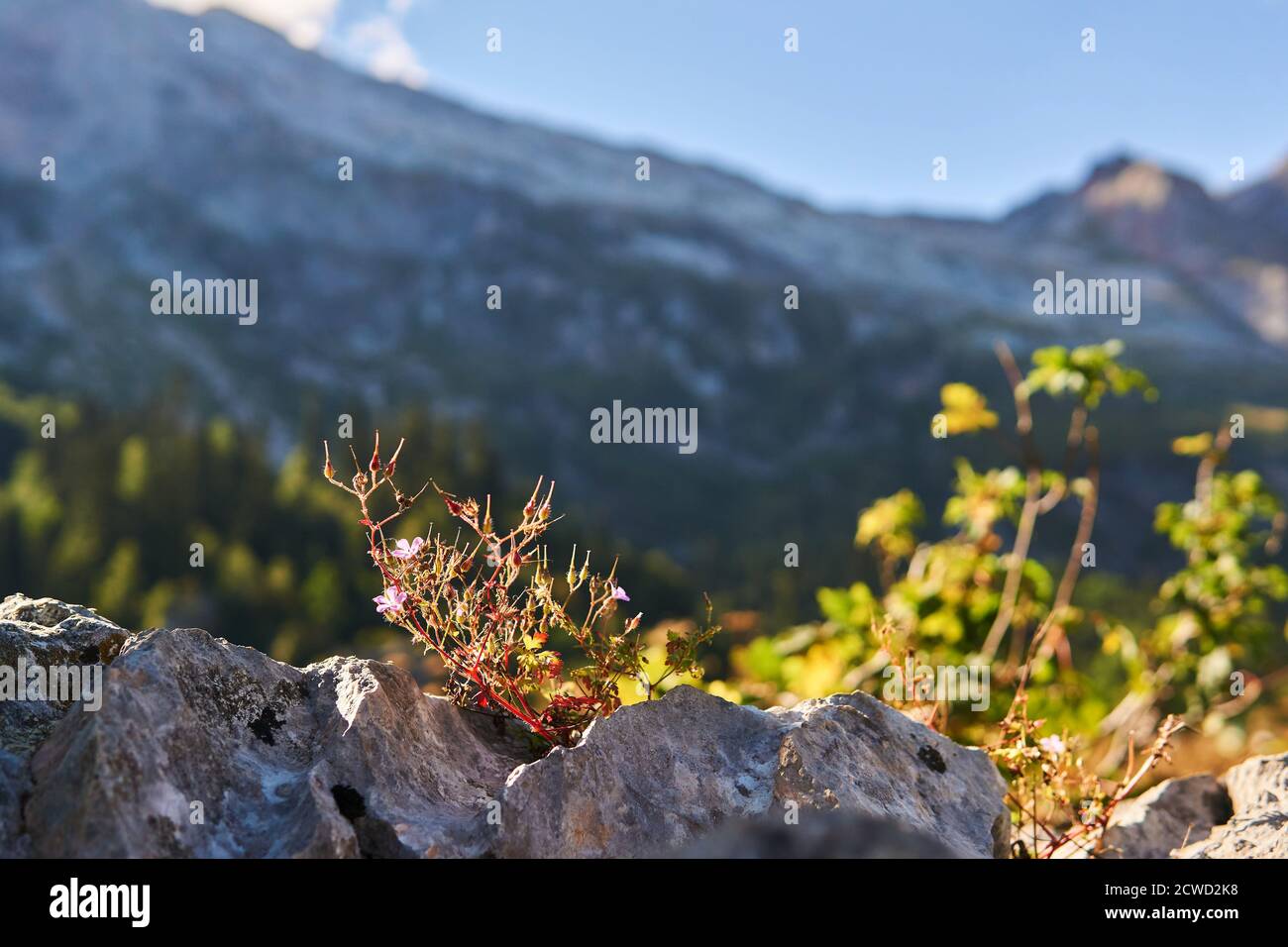 Blühender Busch von Roberts Geranie wächst in einem Riss von A ein Felsen vor einem Hintergrund von Bergen Stockfoto