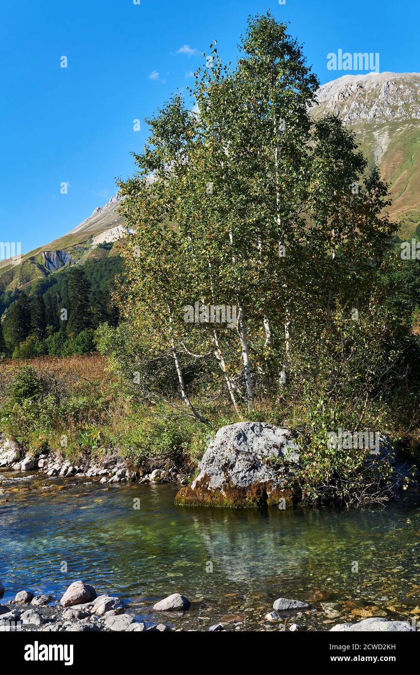 Bach-Pool auf einem kleinen Bergfluss mit einem schönen Felsen mit Birken am Ufer vor einem Hintergrund Von Bergen Stockfoto