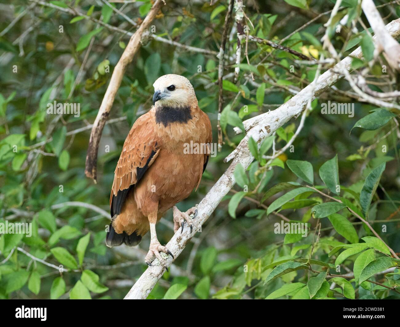 Falke mit schwarzem Kragen, Busarellus nigricollis, Rio El Dorado, Amazonasbecken, Loreto, Peru. Stockfoto