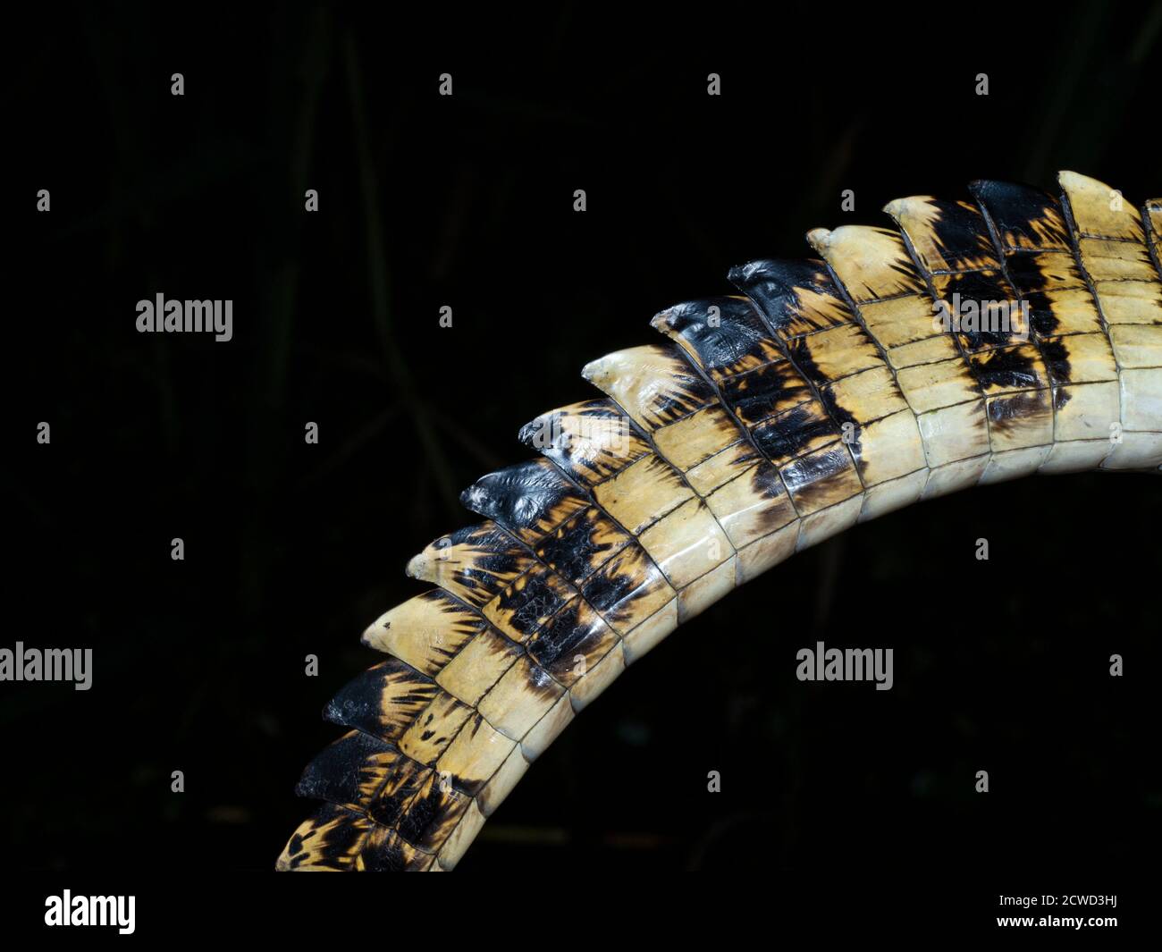 Ein junger, spektakulärem Caiman, Caiman crocodilus, Schwanzdetail bei Nacht auf Rio El Dorado, Ucayali River, Loreto, Peru. Stockfoto