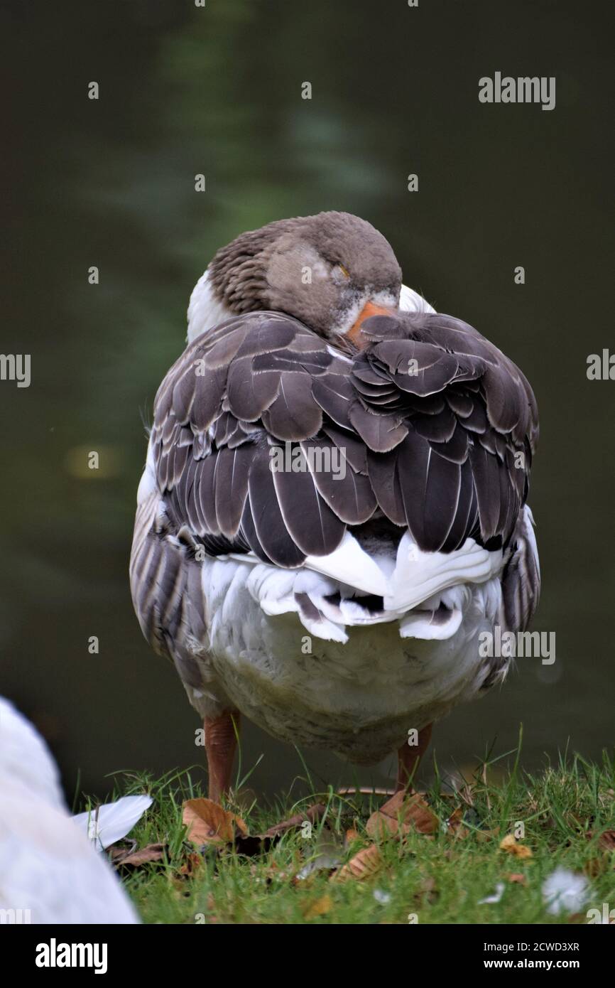 Stehend schlafende grau weiße Gans von hinten Stockfoto