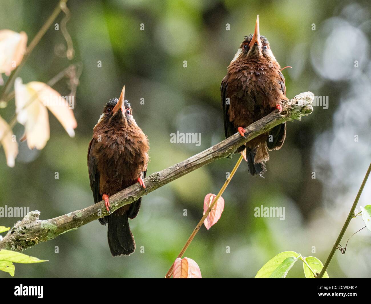 Ein Paar weißohrige Jakamare, Galbalcyrhynchus leucotis, Pacaya River, Pacaya Samiria Reserve, Loreto, Peru. Stockfoto