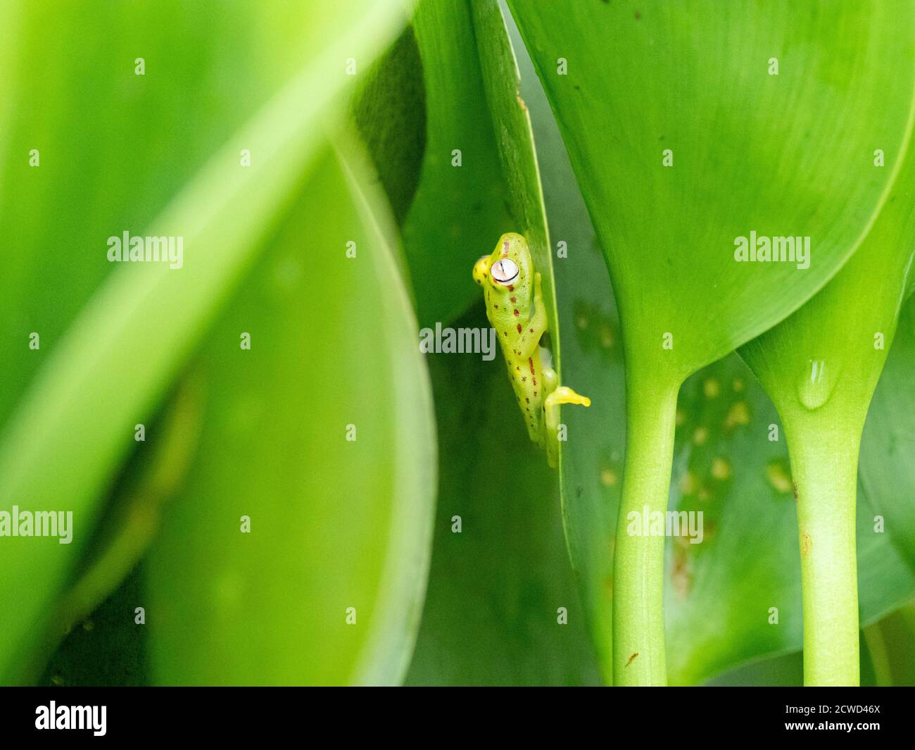 Ein ausgewachsener, gewöhnlicher Polkadotbaumfrosch, Hyla punctata, am Pacaya-Fluss, Amazonasbecken, Loreto, Peru. Stockfoto