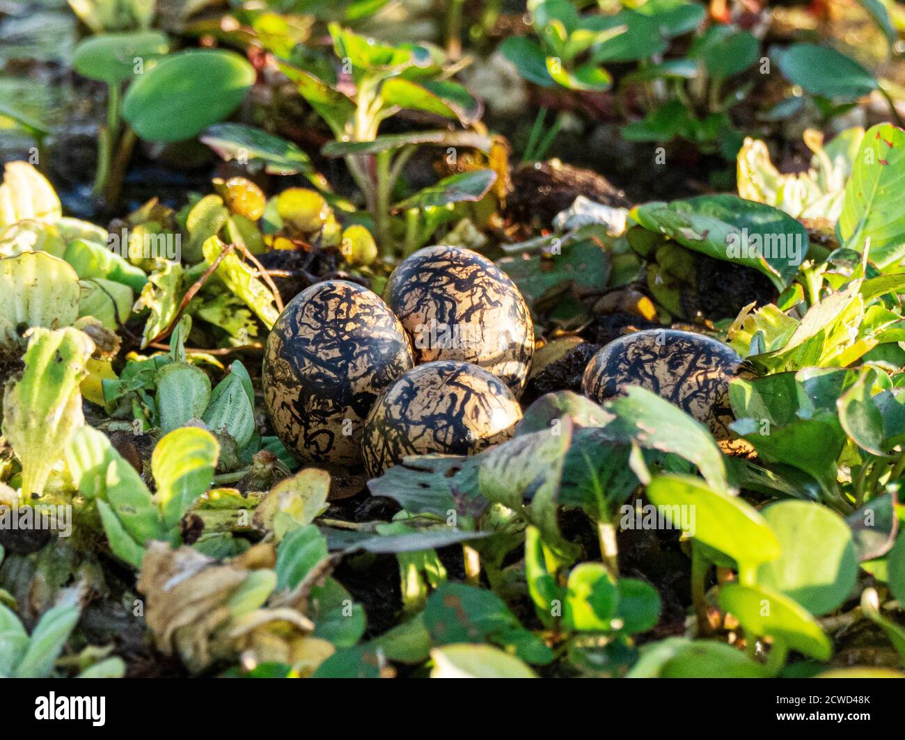 Jacana wattled, Jacana jacana, Eier versteckt auf Victoria Lily Pad, Rio El Dorado, Pacaya-Samiria Reserve, Peru. Stockfoto