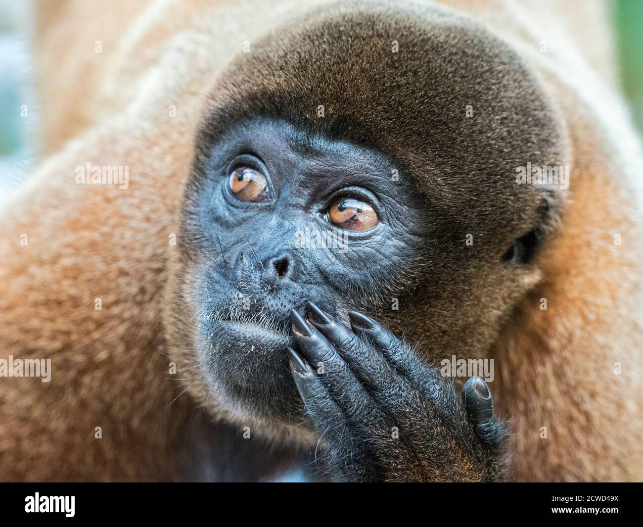 Ein ausgewachsener gewöhnlicher Wollaffen, Lagothrix lagothricha, in den Bäumen entlang des Yarapa Flusses, Nauta, Peru. Stockfoto
