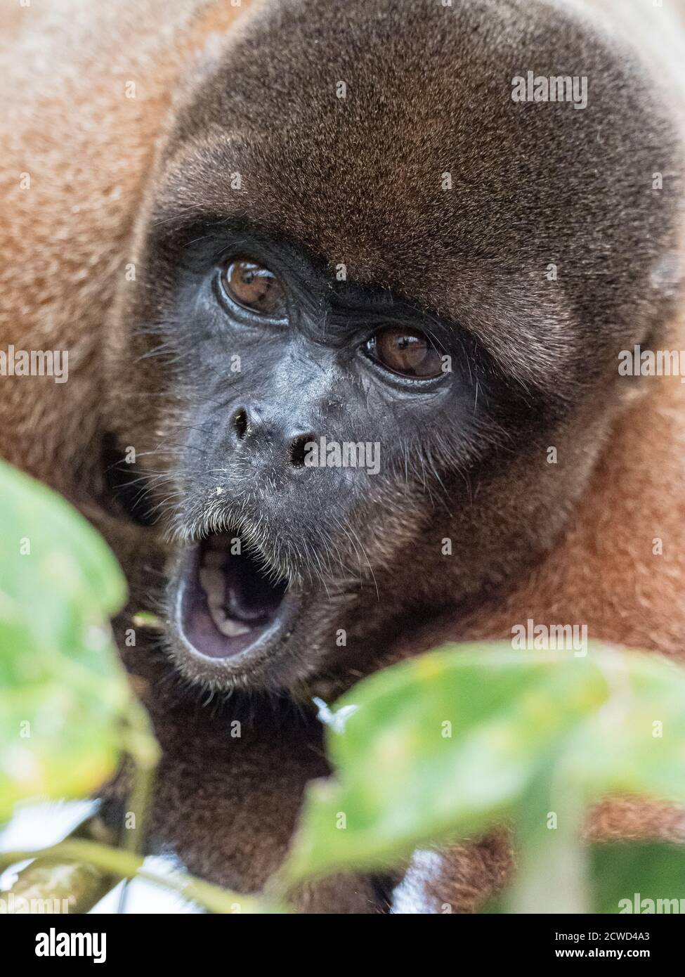Ein ausgewachsener gewöhnlicher Wollaffen, Lagothrix lagothricha, in den Bäumen entlang des Yarapa Flusses, Nauta, Peru. Stockfoto
