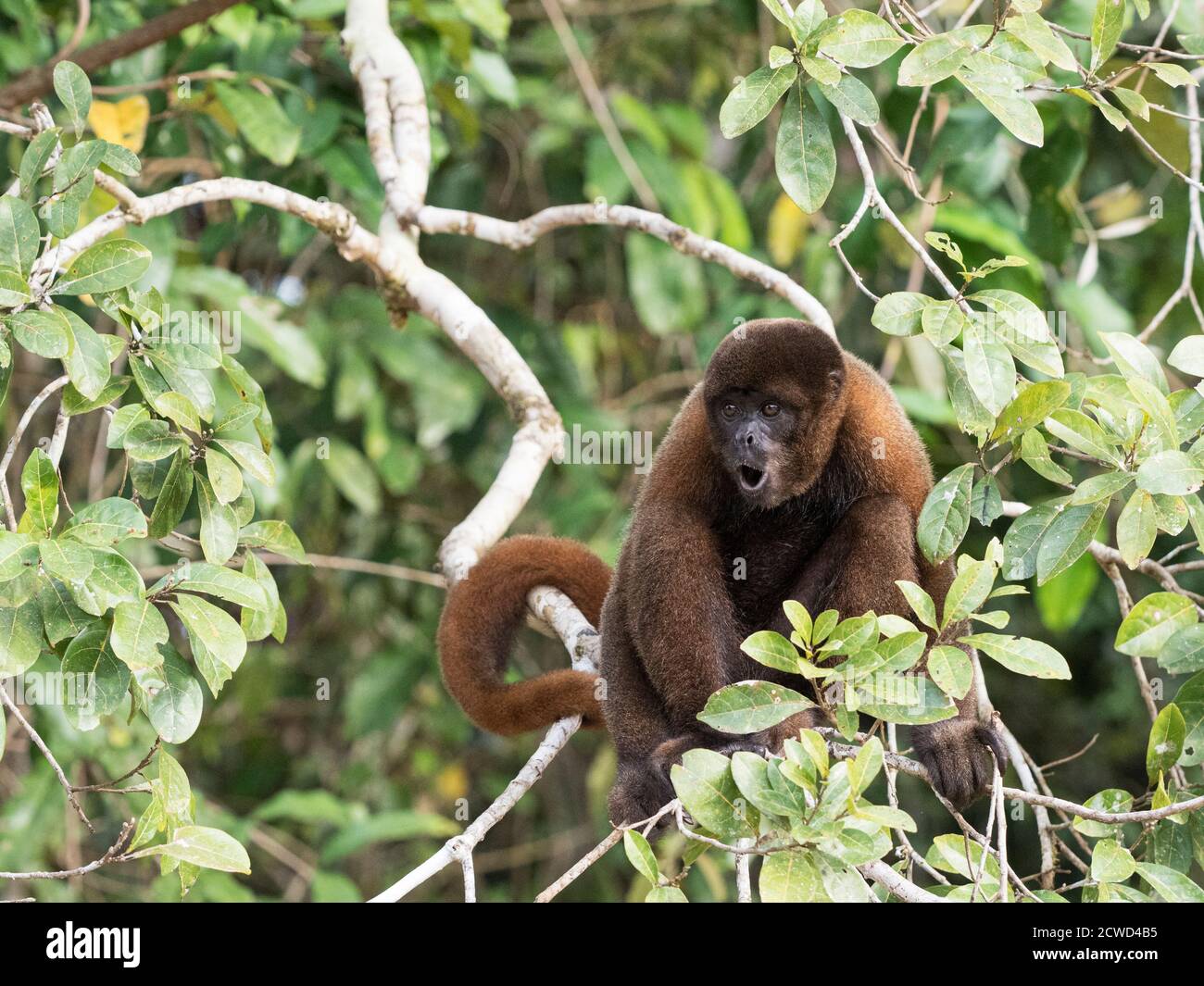 Ein ausgewachsener gewöhnlicher Wollaffen, Lagothrix lagothricha, in den Bäumen entlang des Yarapa Flusses, Nauta, Peru. Stockfoto