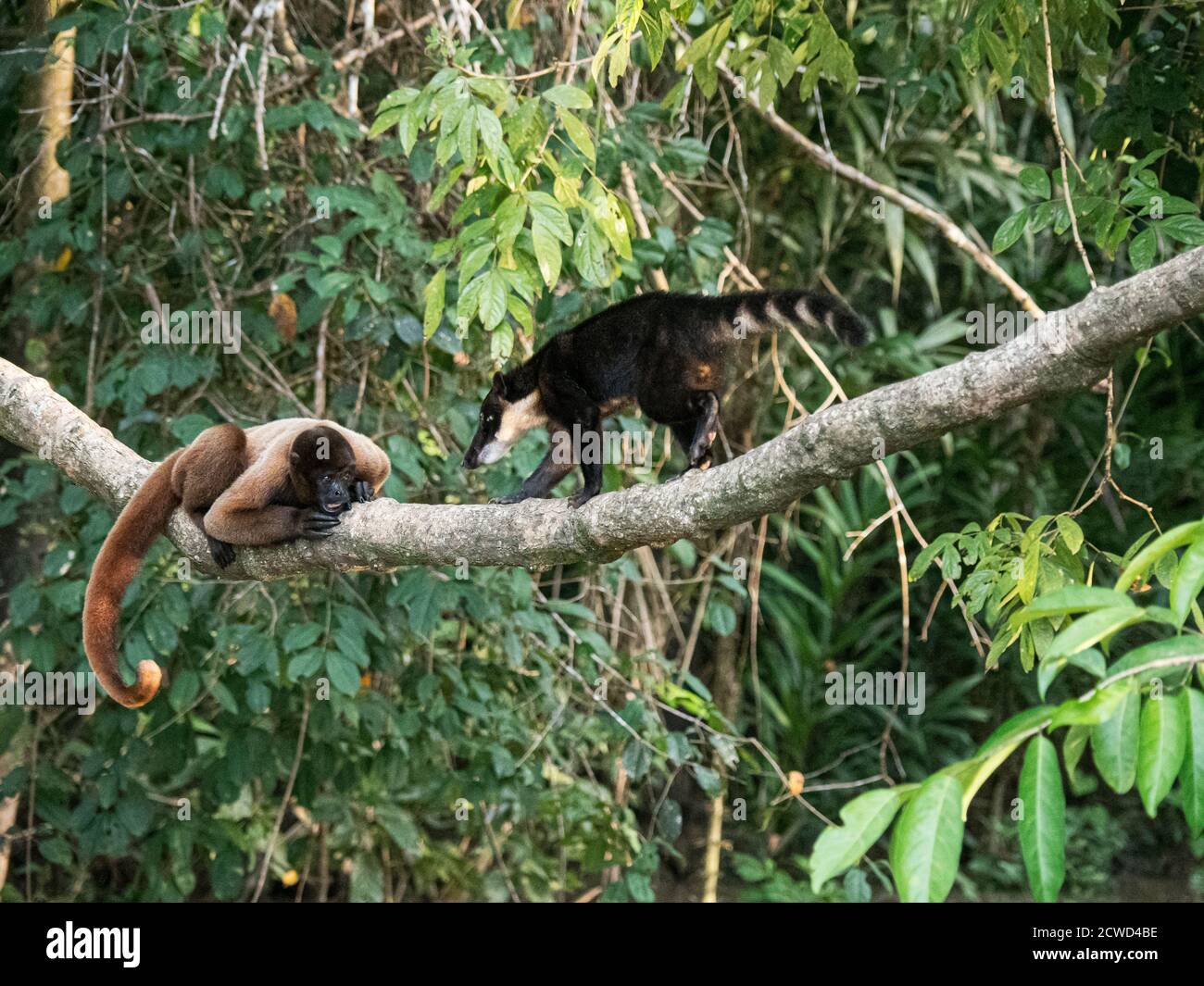 Gewöhnlicher Wollaffen, Lagothrix lagothricha, spielt mit Koati, Nasua nasua, Pacaya Samiria Reserve, Peru. Stockfoto