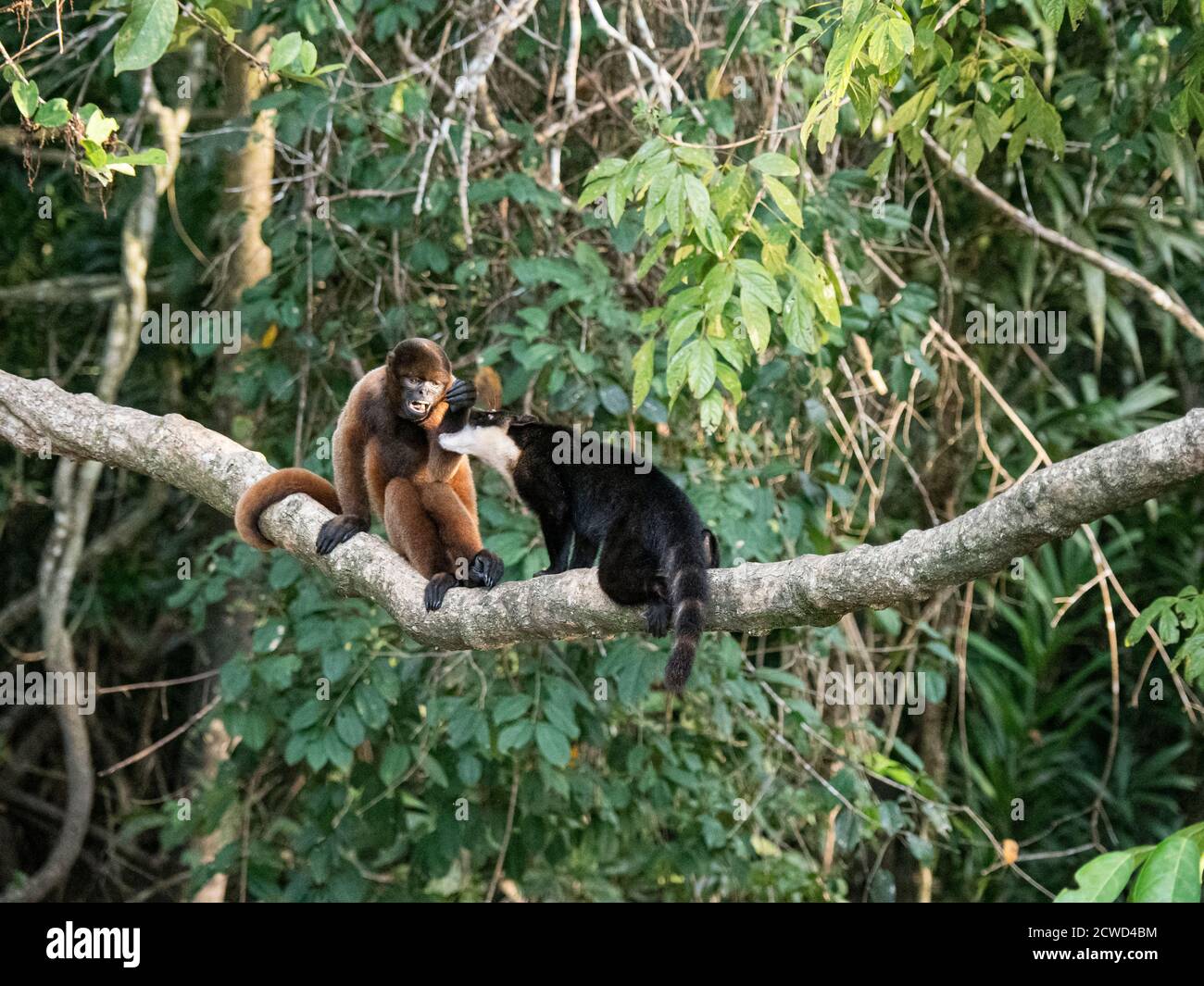 Gewöhnlicher Wollaffen, Lagothrix lagothricha, spielt mit Koati, Nasua nasua, Pacaya Samiria Reserve, Peru. Stockfoto