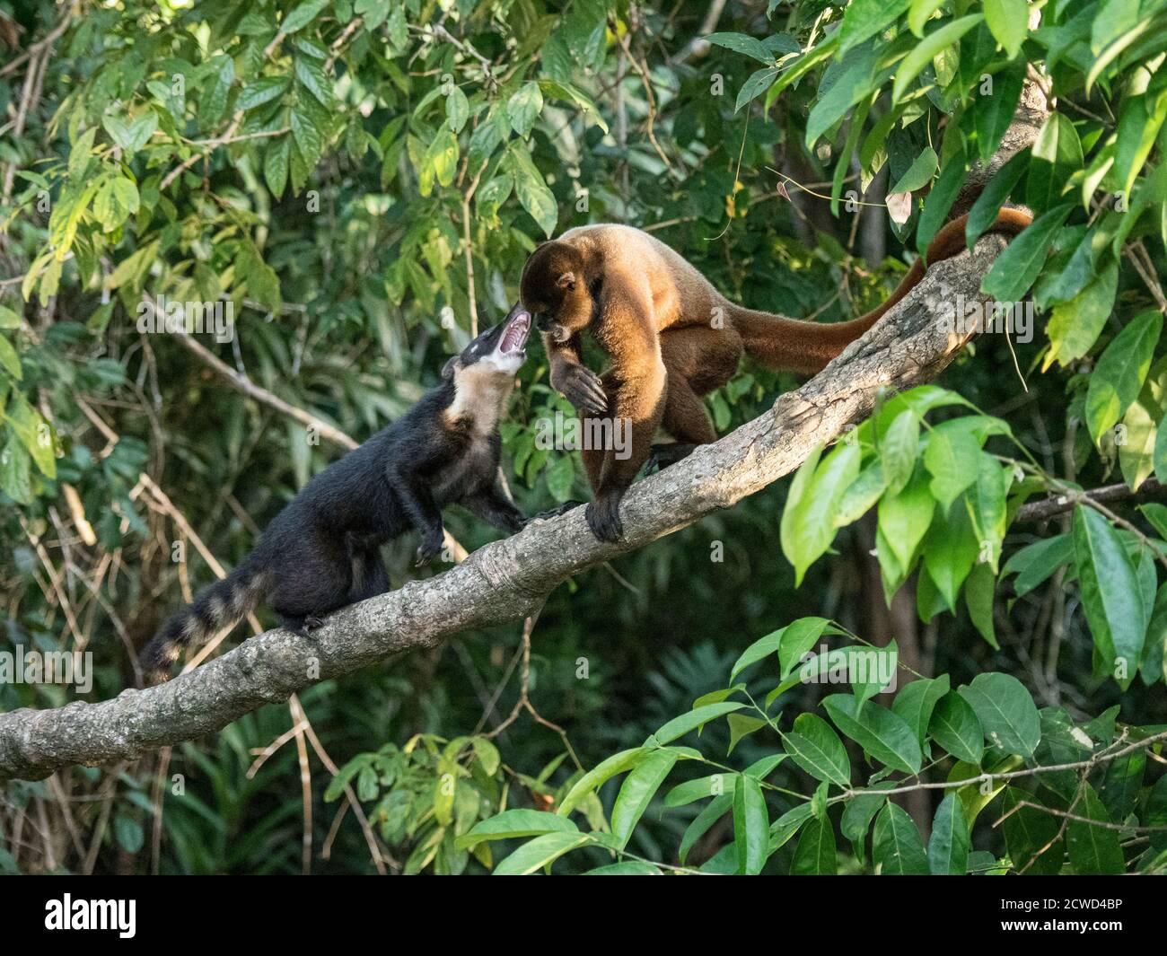 Gewöhnlicher Wollaffen, Lagothrix lagothricha, spielt mit Koati, Nasua nasua, Pacaya Samiria Reserve, Peru. Stockfoto