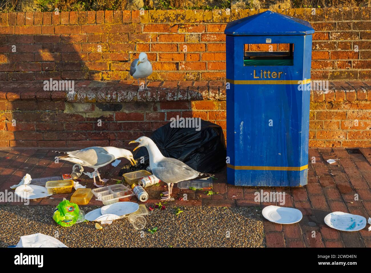 England, East Sussex, Eastbourne, Seagulls Scavenging verworfen Fast Food von Seafront Wurf bin Stockfoto