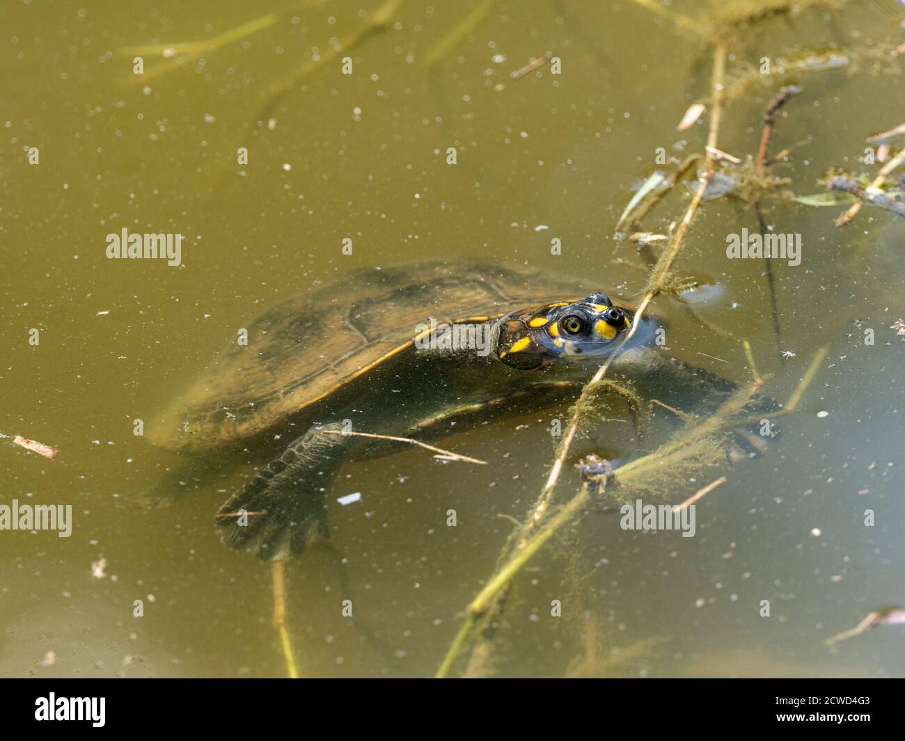 Die gelbgefleckte Flussschildkröte, Podocnemis unifilis, ist im Amazonas-Rettungszentrum in Iquitos, Peru ausgestellt. Stockfoto