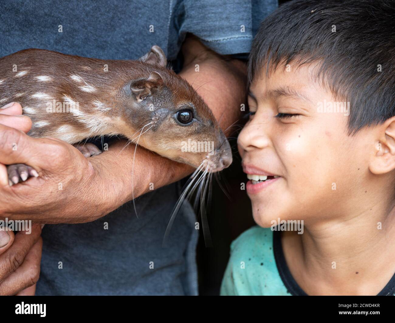 Ein kleiner Junge mit dem Familienhund, ein Agouti, Dasyprocta spp, in San Francisco Village, Amazonasbecken, Peru. Stockfoto
