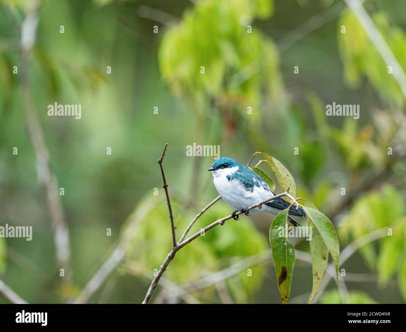 Eine Erwachsene Weißflügelschwalbe, Tachycineta albiventer, Pahuachiro Creek, Amazonas-Flussbecken, Peru. Stockfoto