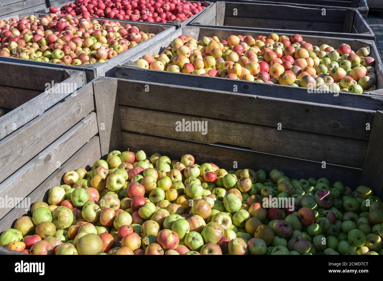 Große Holzkisten mit verschiedenen Arten von Bio-Äpfeln nach der Ernte in einer Apfelfabrik, ausgewählter Fokus, enge Schärfentiefe Stockfoto