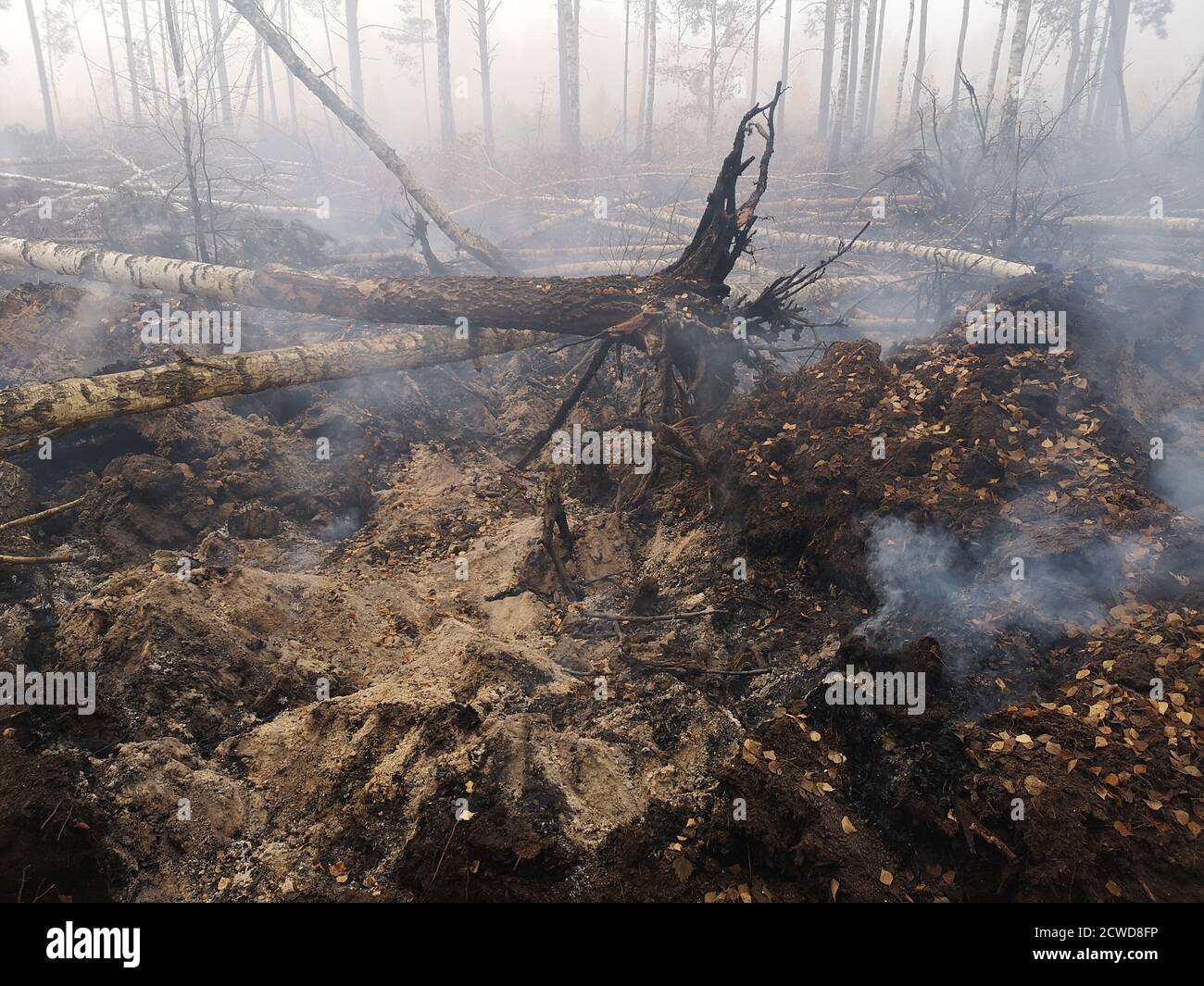 Torfböden sind in Flammen. Waldbrand und seine Folgen Stockfoto