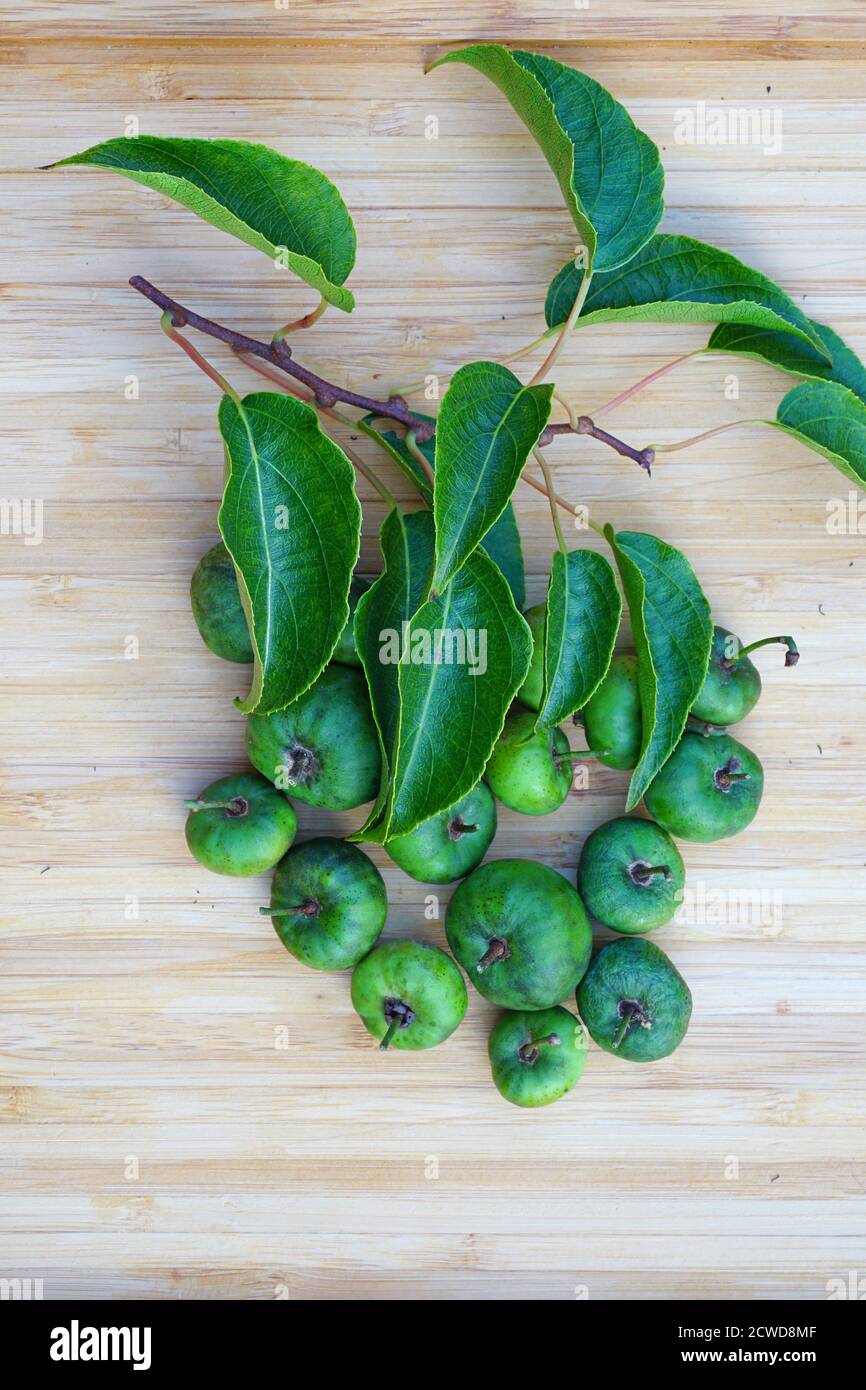 Grün Baby Kiwi Beeren 'actinidia arguta' Hintergrund Stockfoto
