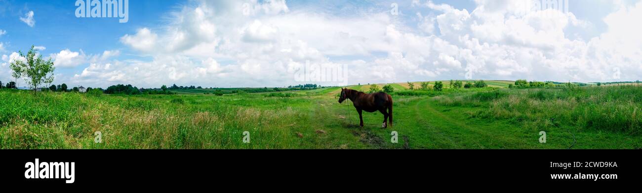 Wunderbares Panorama auf die Berge. Pferde auf einer Bergwiese. Sommer-Panorama-Landschaft in den Bergen. Ukraine, Karpaten. Schöne Natur V Stockfoto