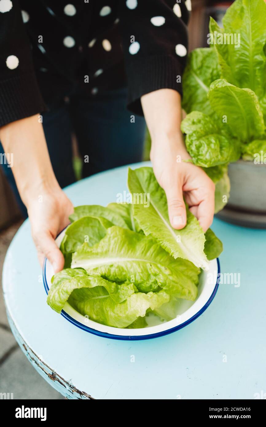 Mittelteil einer Frau, die die Salatblätter auf dem Teller hält Stockfoto