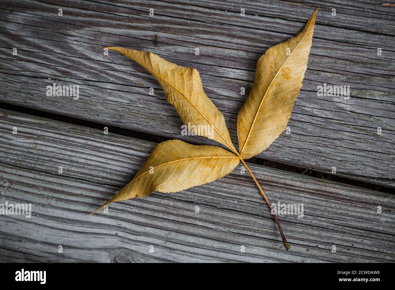 Heruntergefallenes Blatt vom Hickory Baum auf einem verwitterten Holzdeck Stockfoto