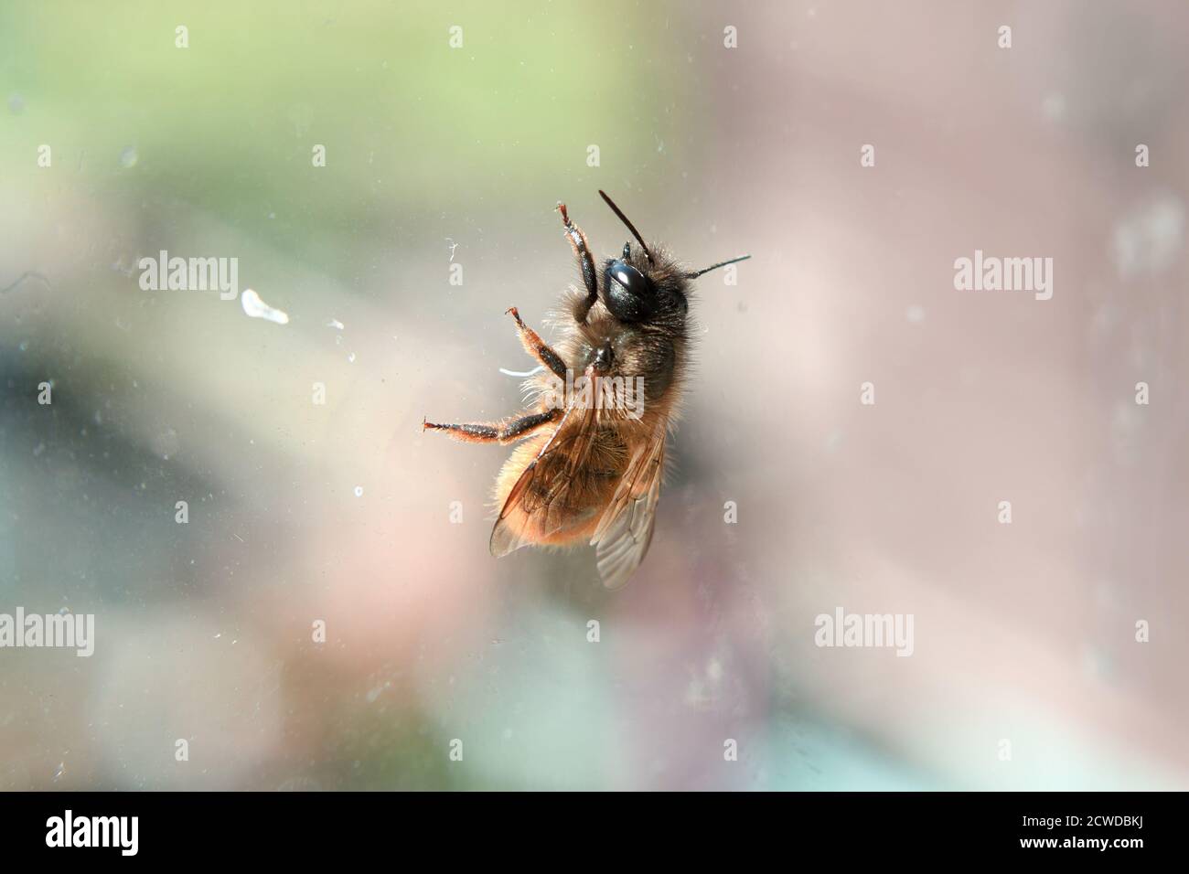 Red Mason Bee, Osmia bicornis, Didsbury, Manchester, Großbritannien Stockfoto