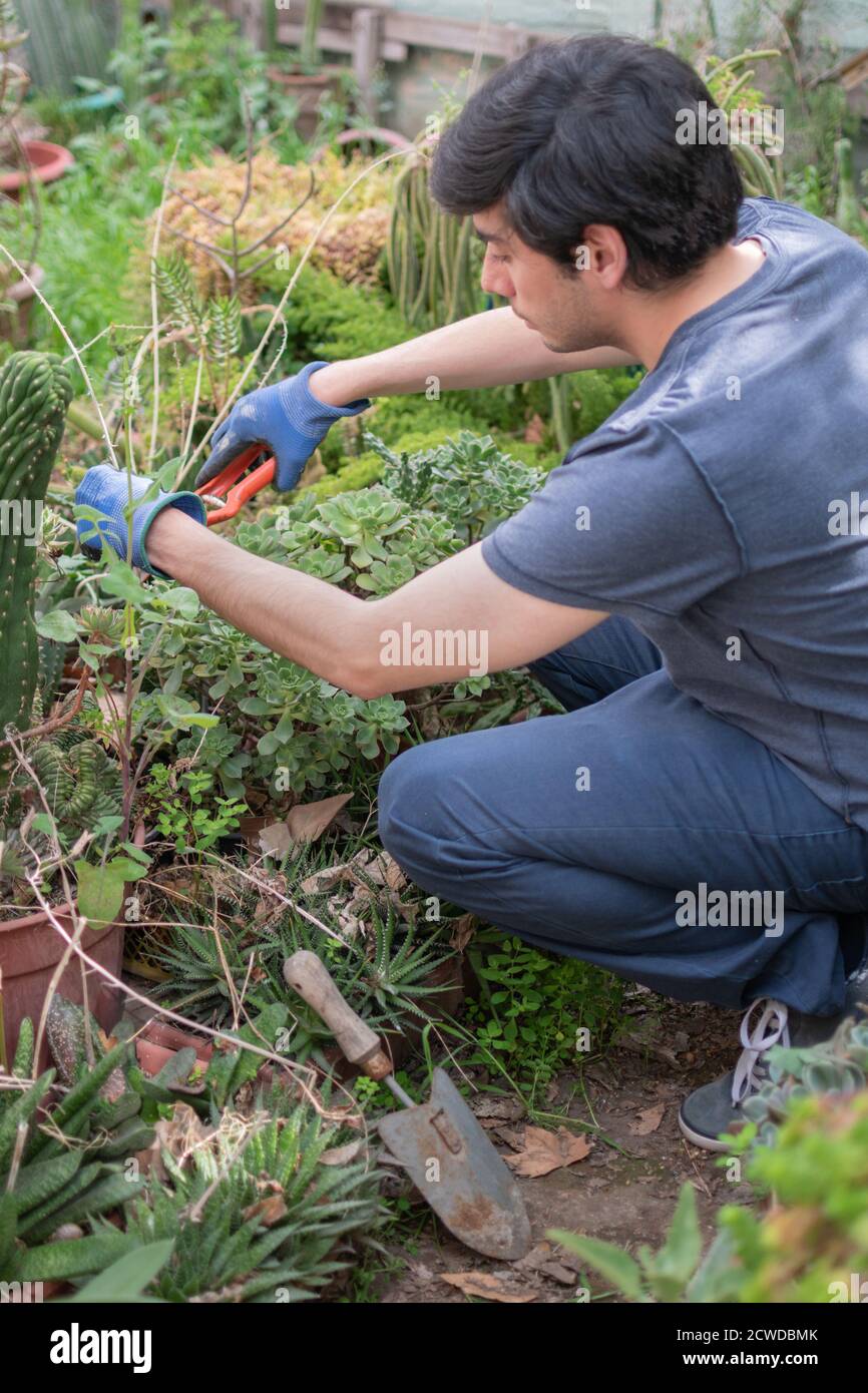 Ein Mann, der im Garten an Pflanzen arbeitet. Junger lateinischer Mann, der trockene Zweige in einem Hinterhof abschneidet Sukkulente Gärtnerei. Stockfoto