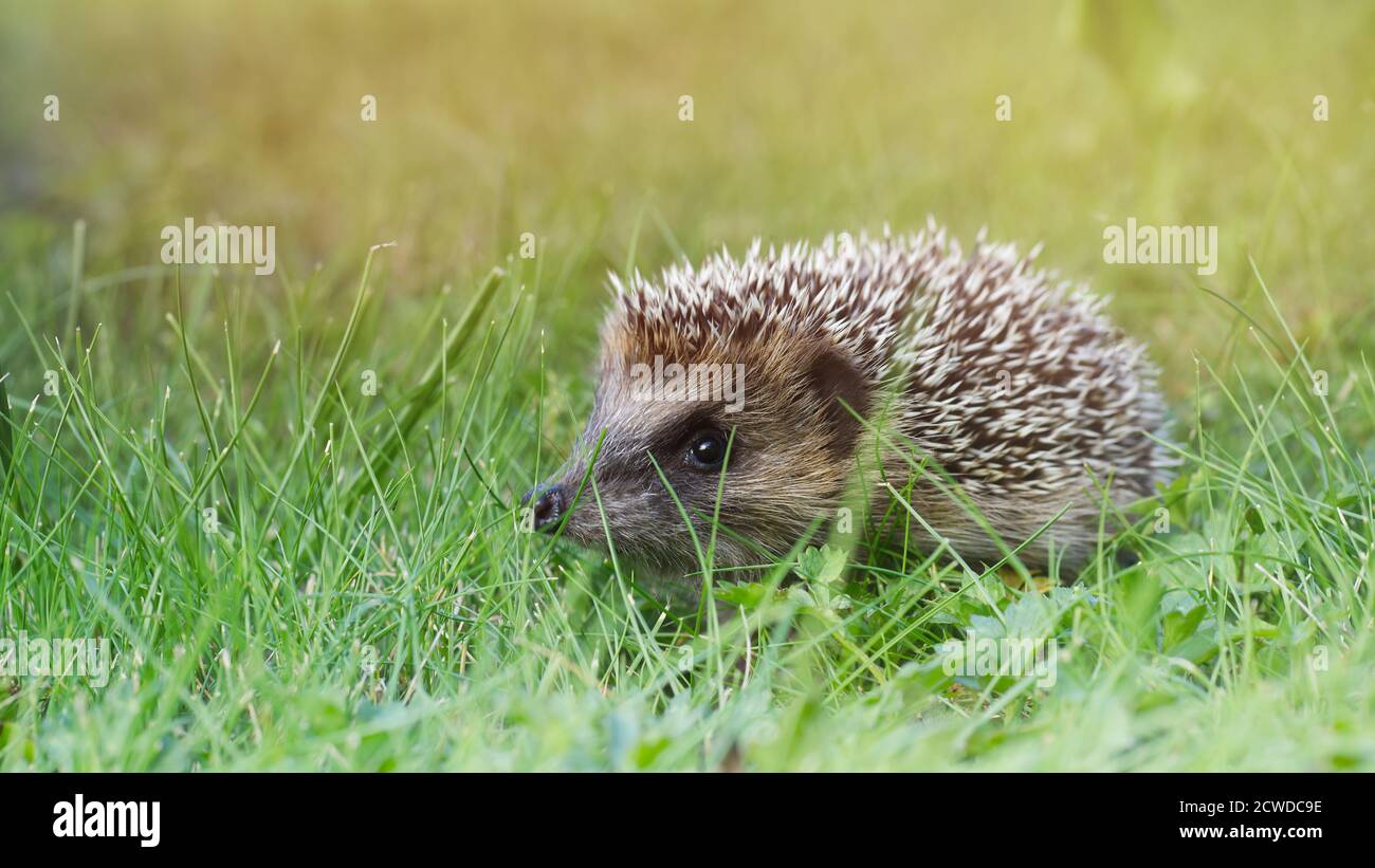 Stehender igel Fotos und Bildmaterial in hoher Auflösung Alamy