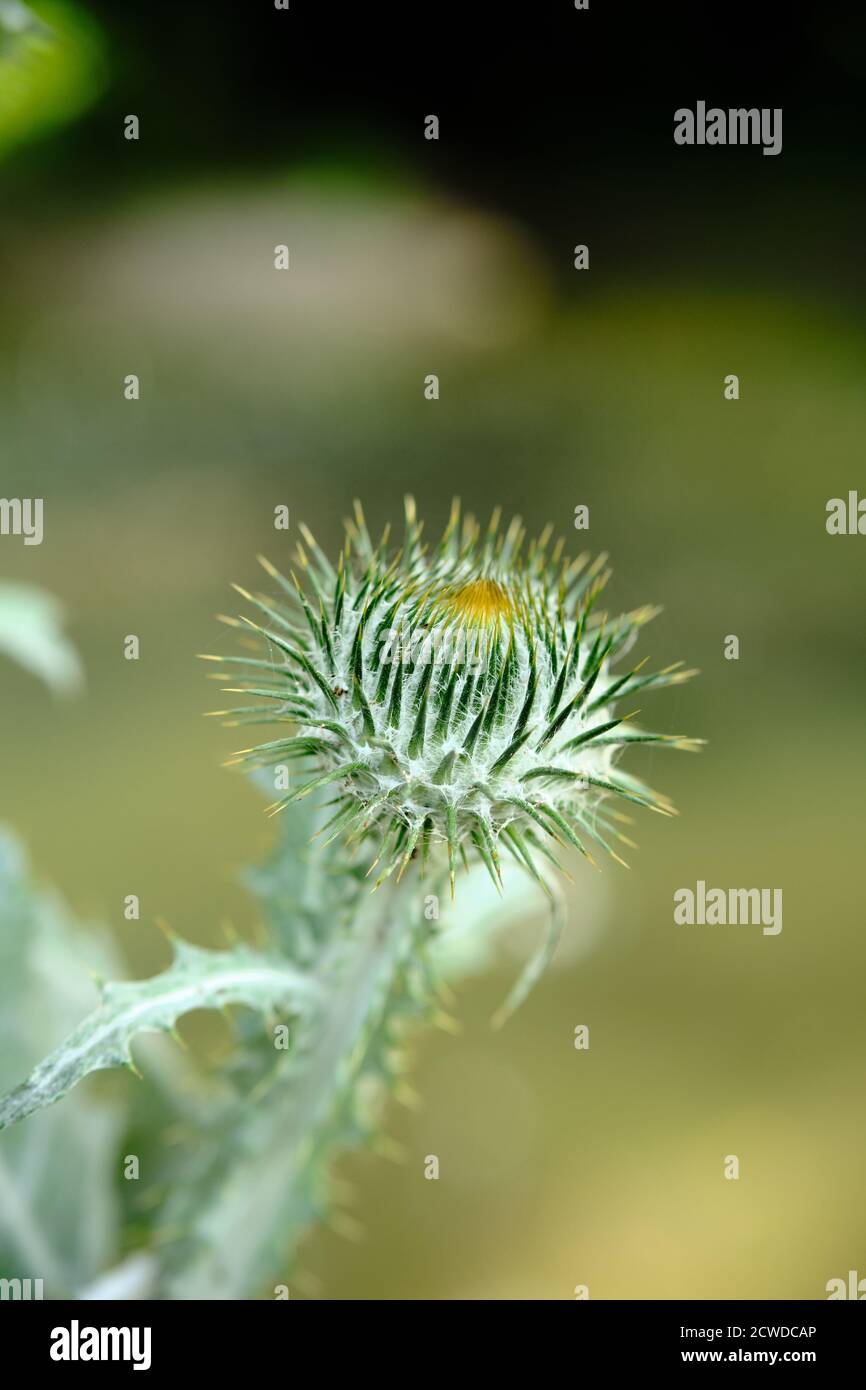 Blattrosette distel Fotos und Bildmaterial in hoher Auflösung Alamy