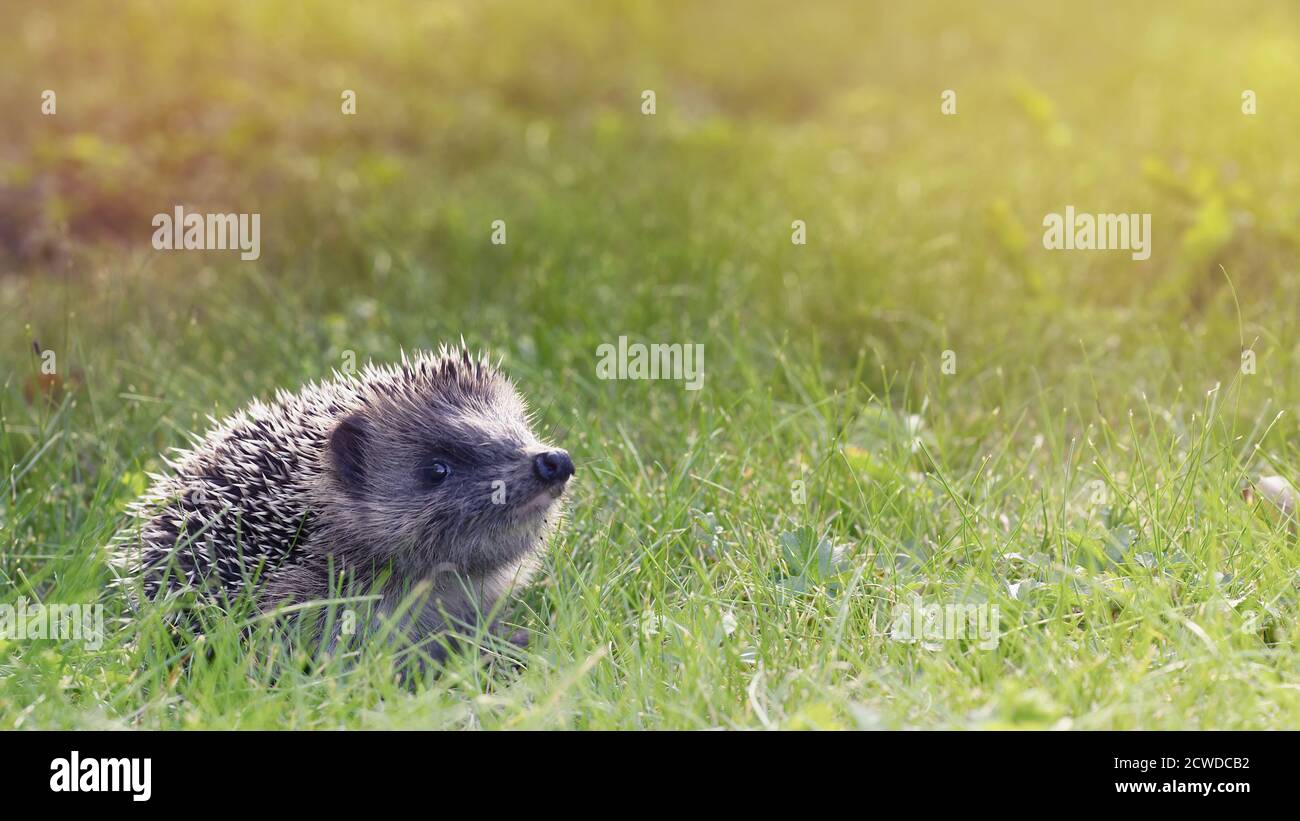 Stehender igel Fotos und Bildmaterial in hoher Auflösung Alamy