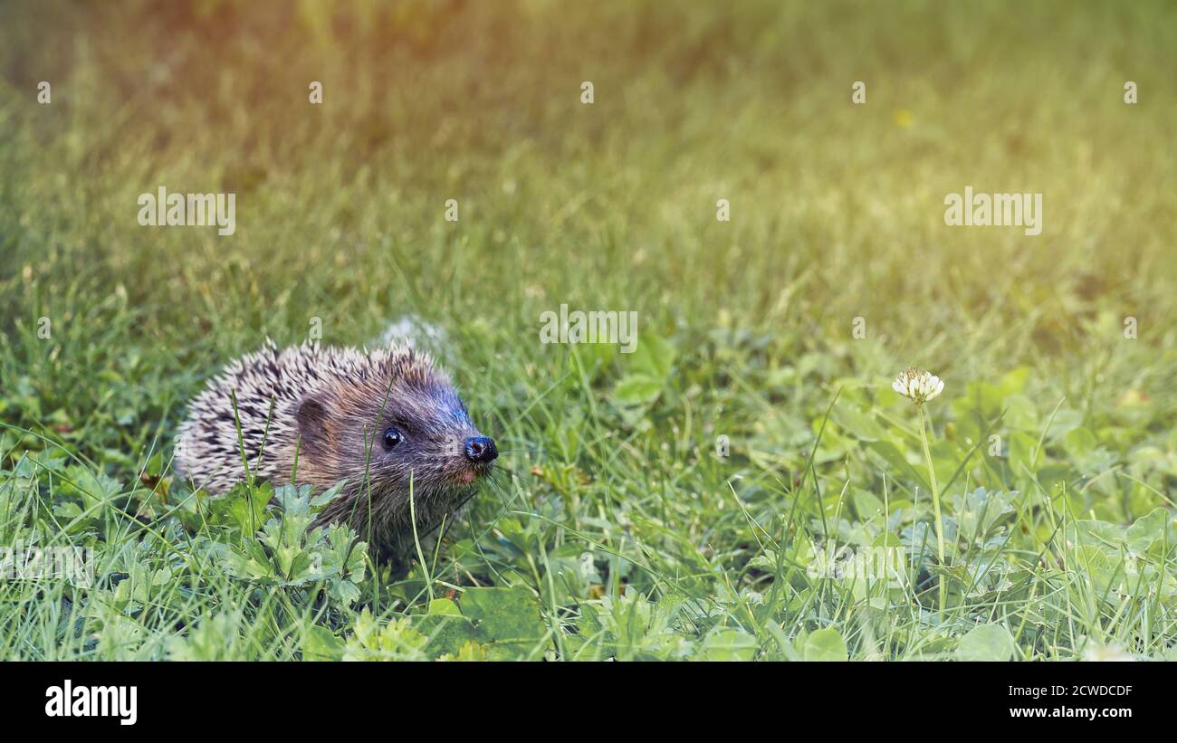 Junger Igel im Garten, der im Gras läuft Stockfoto