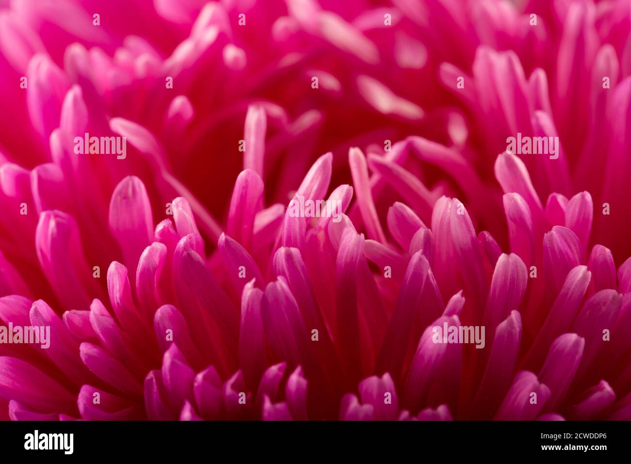 Nahaufnahme der rosa Aster Blume. Stockfoto
