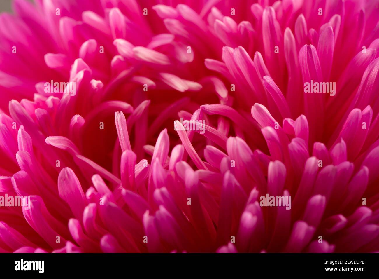 Nahaufnahme der rosa Aster Blume. Stockfoto