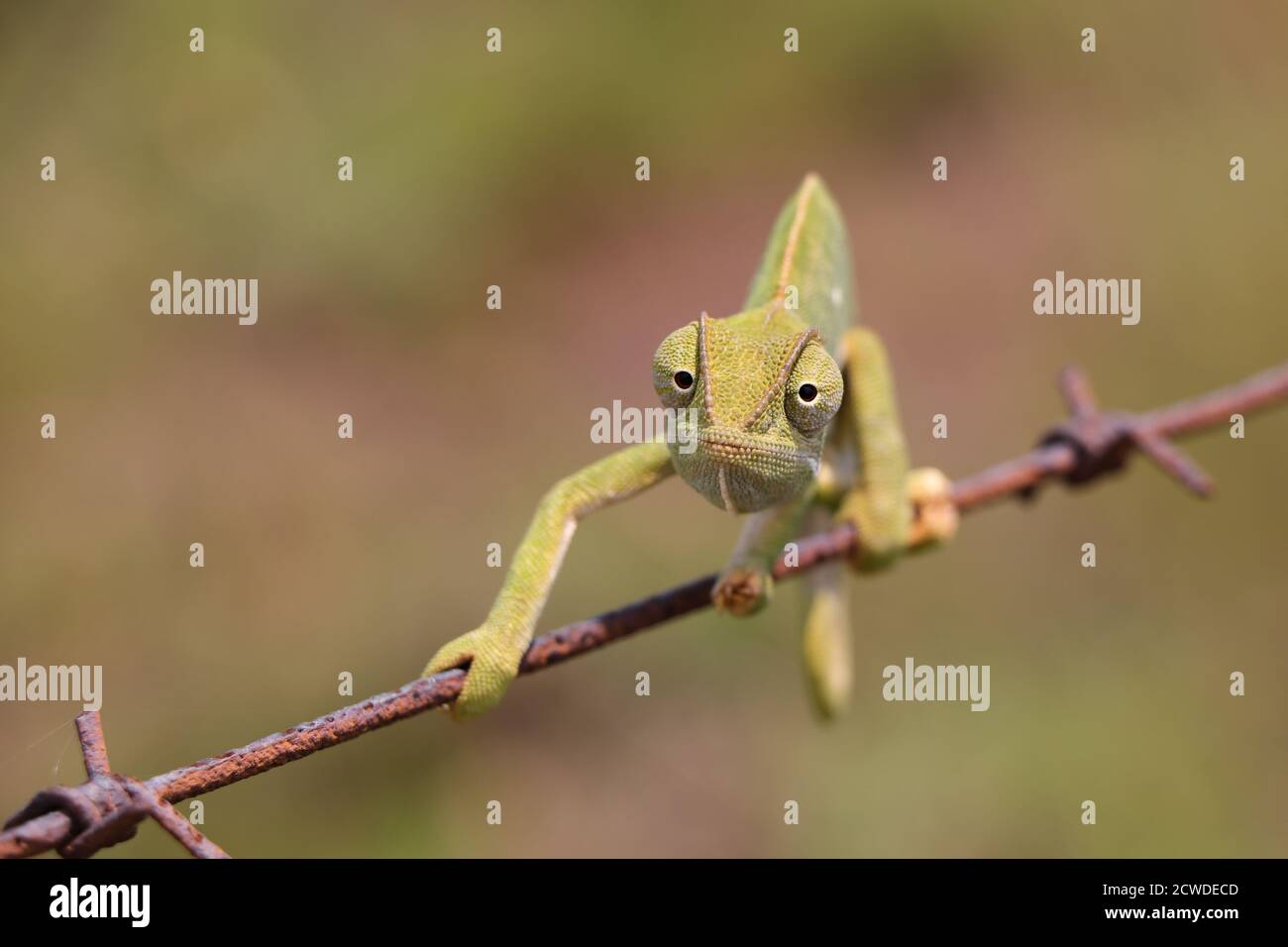 Flap Necked Chameleon auf Draht suchen (Chamaeleo dilepis) Stockfoto