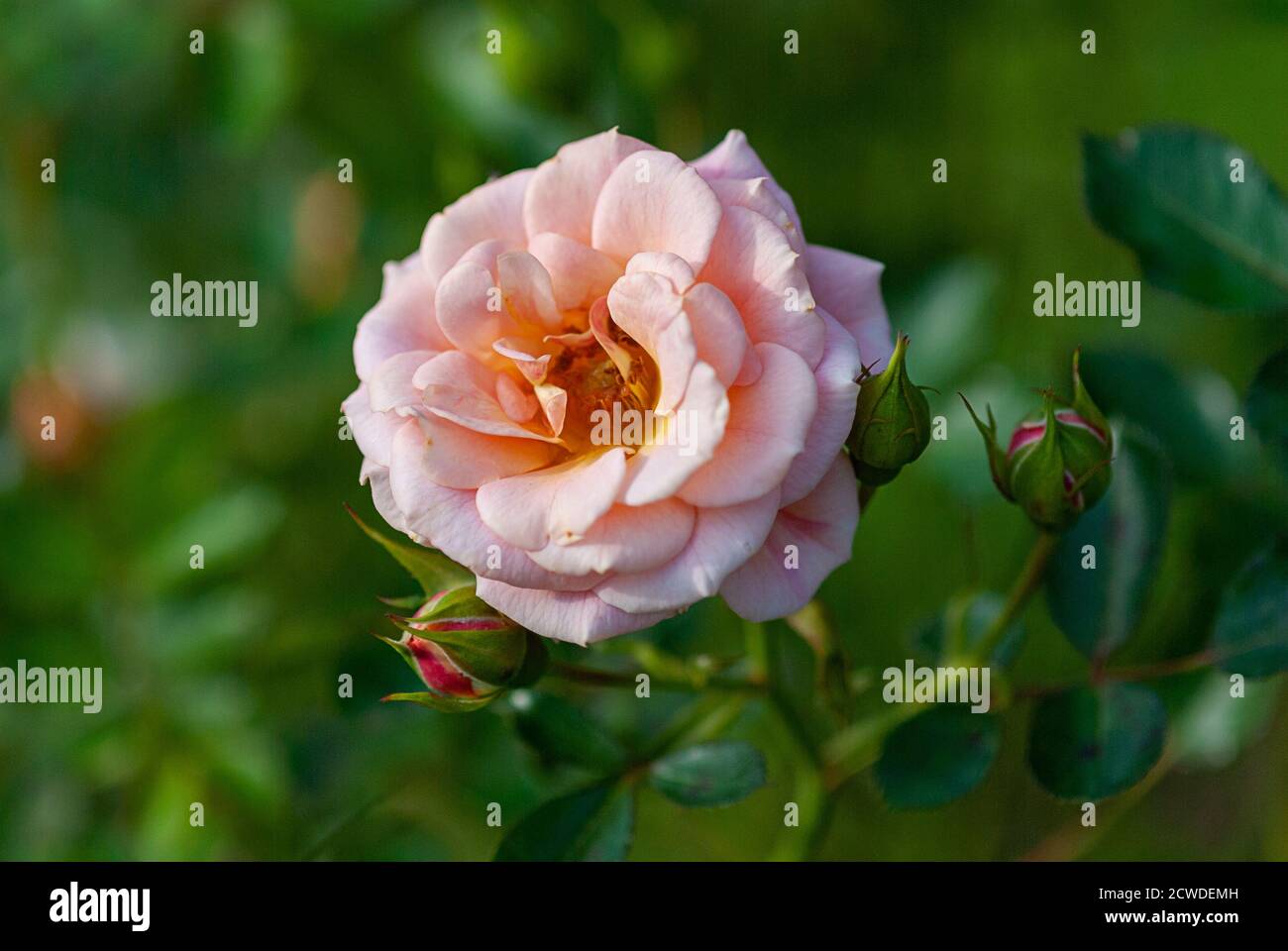Pfirsich rosa Rose blüht im Landgarten (abwesende Freunde, Dickson) Stockfoto